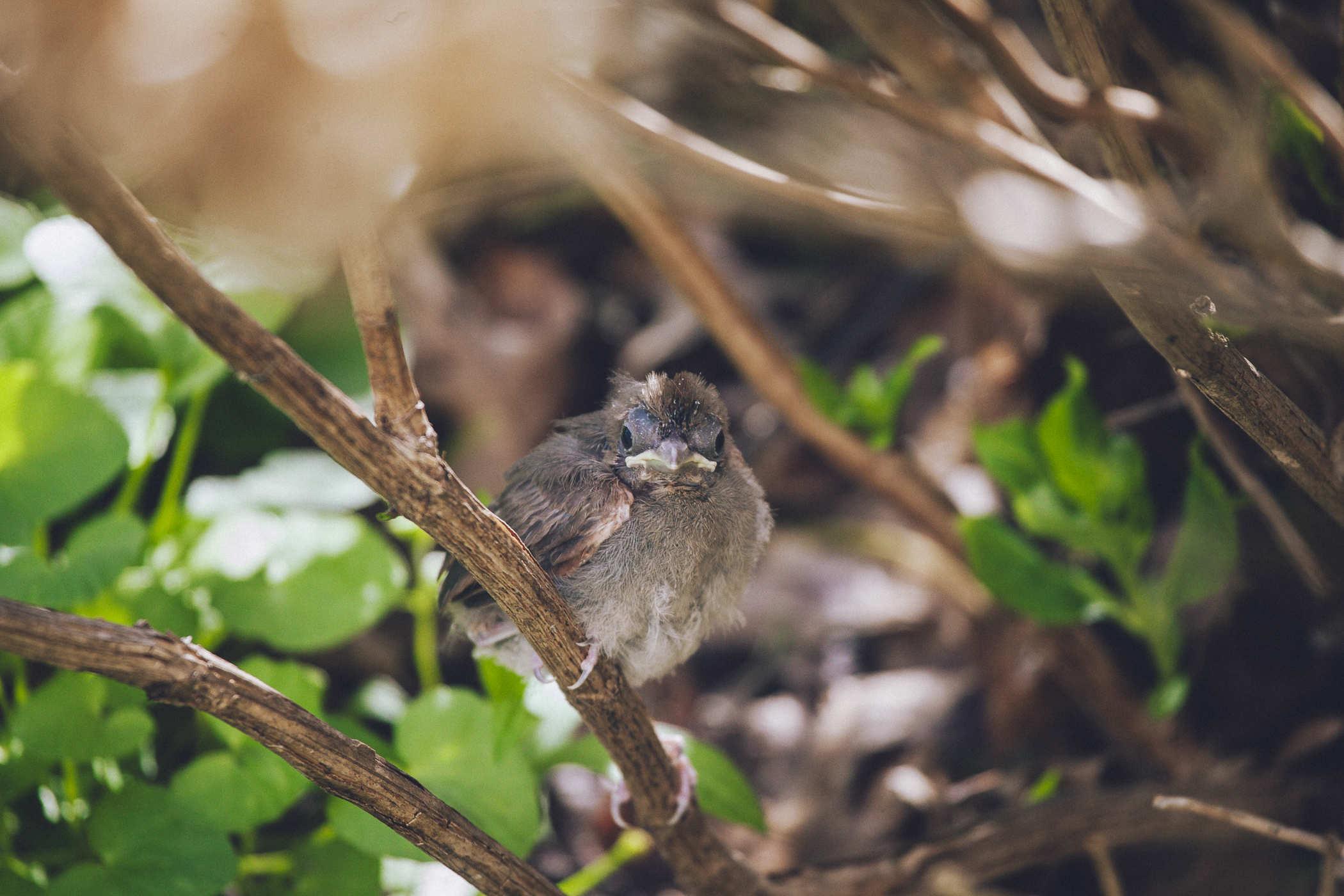 The baby cardinal is now up in a tree branch and looks incredibly unsure of itself