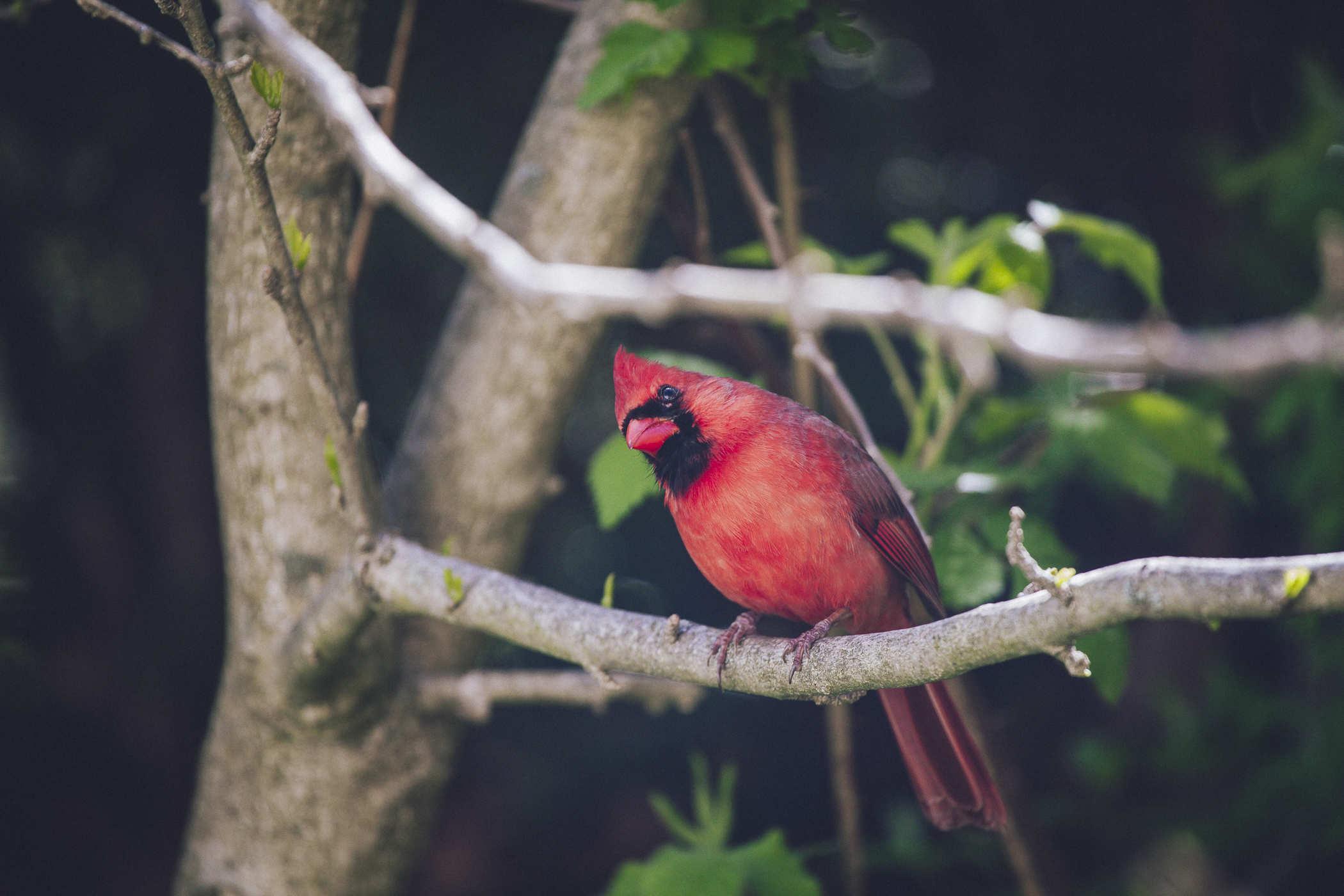 The father cardinal; bright red and violent staring at me in disdain