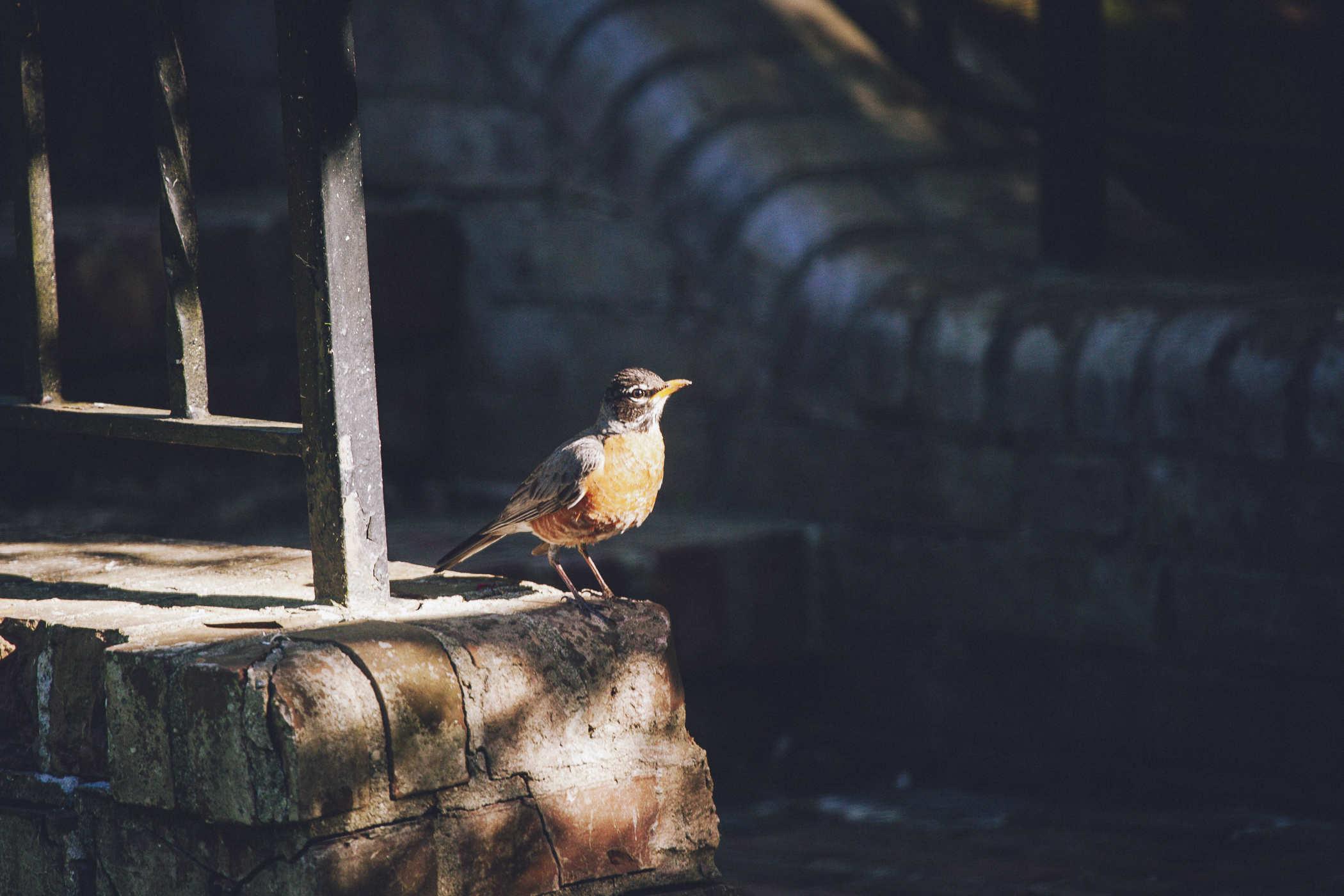 Photo of a Robin perched on a brick staircase and looking regal in afternoon light