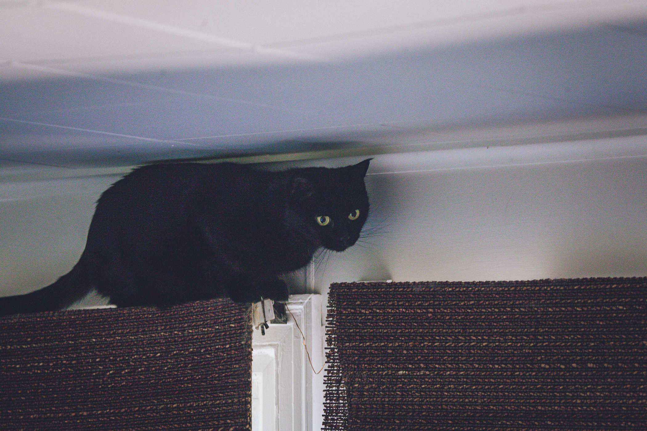 A black cat climbing on top of a curtain rod with her head practically touching the ceiling