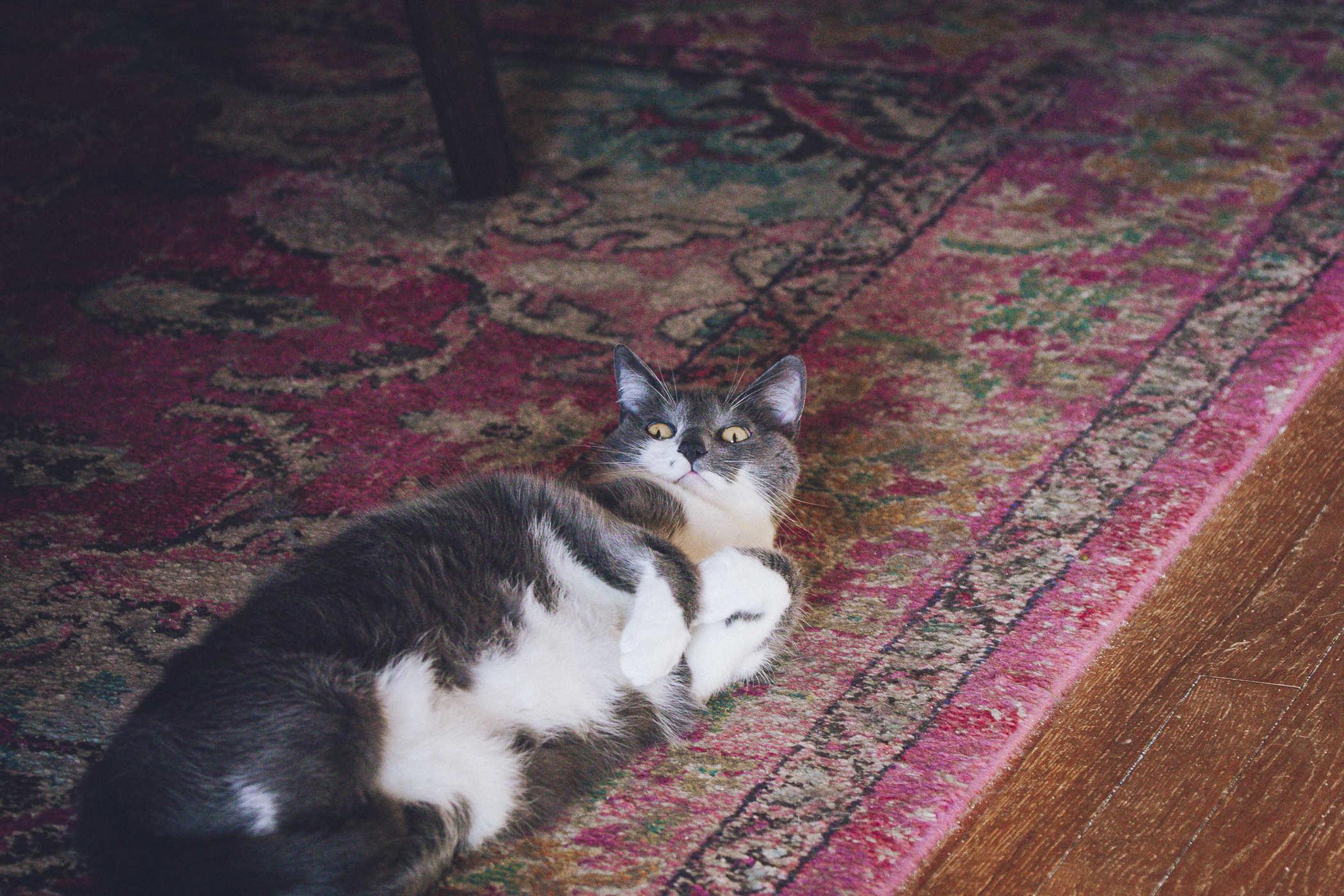 A grey and white cat upside-down on a red patterened rug, intensely looking toward the camera with her paws bent