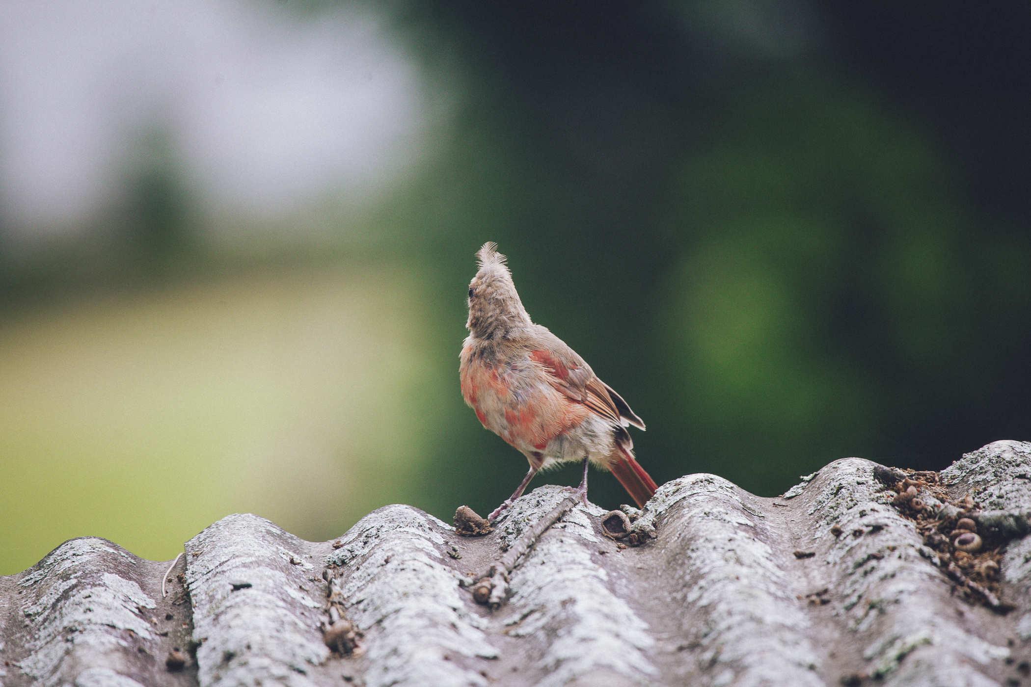 The bird has its back to the camera