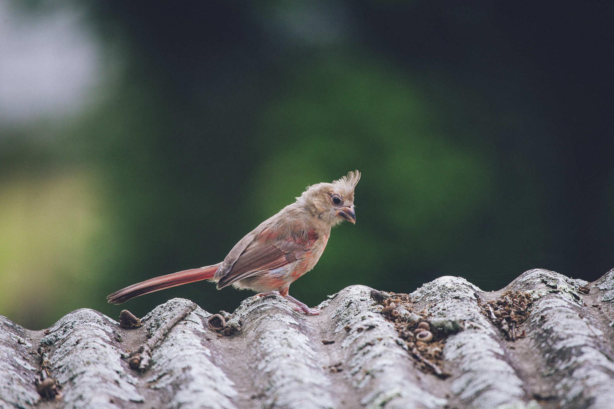 the bird is perched on its side, staring off into the distance