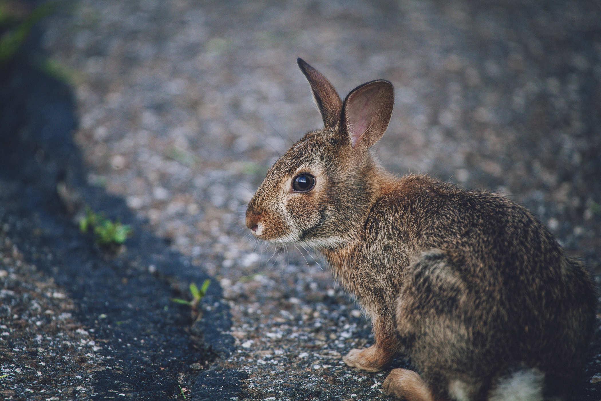 Preview for It's Time For The Blaugust Rabbit Report™ – quailblog