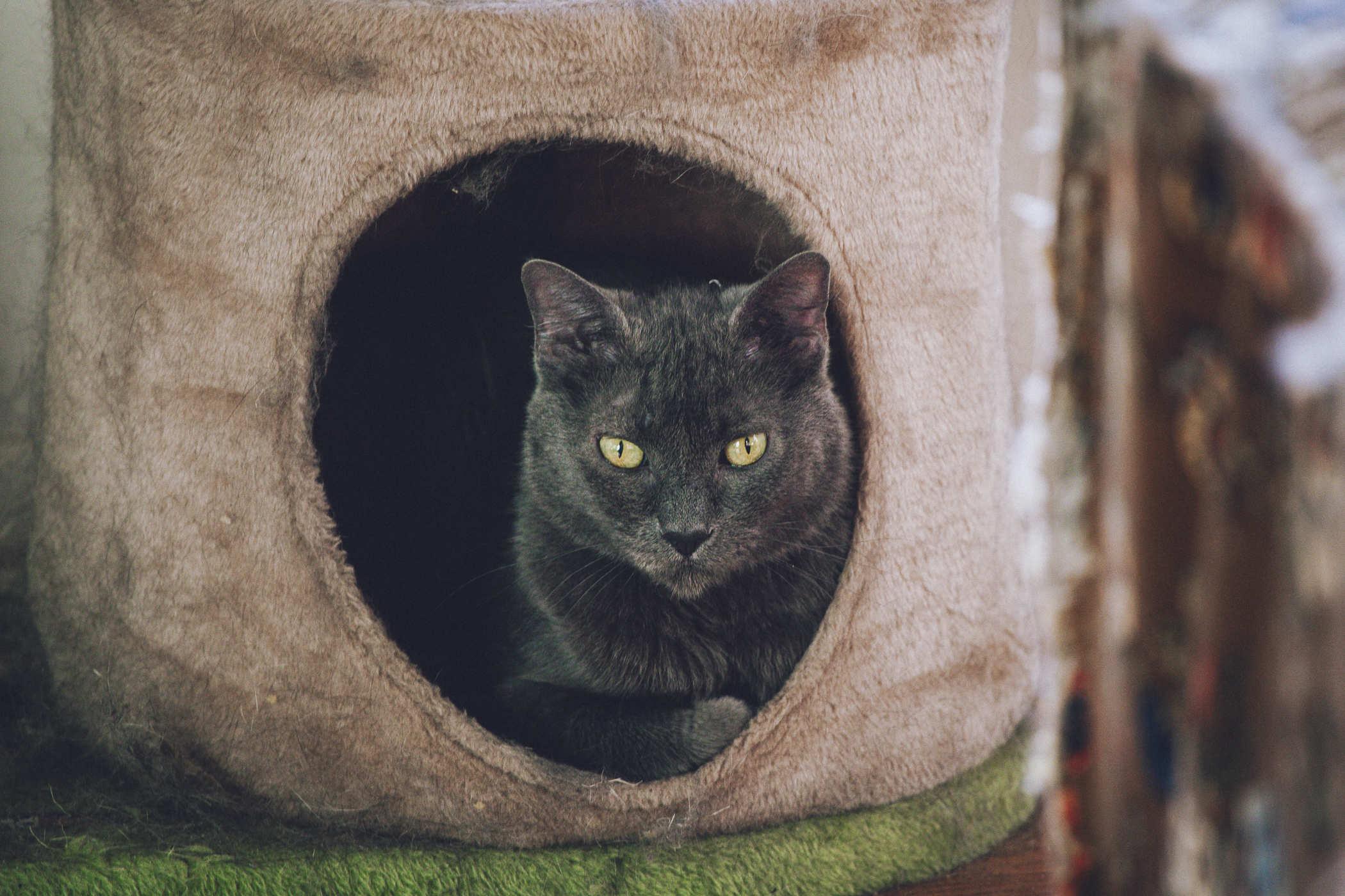 Photo of a grey cat in a cat mansion, staring intently at the camera
