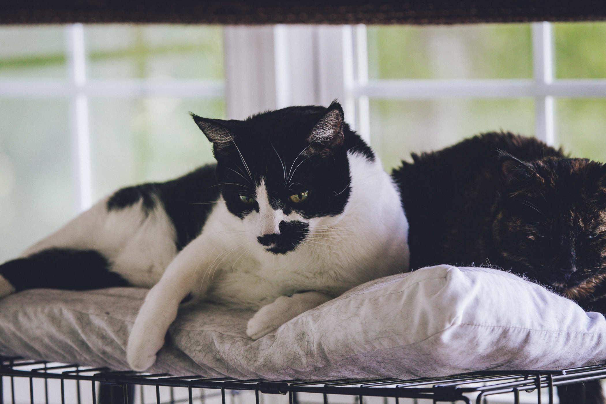Photo of a black and white cat next to a tortoishell cat resting on a pillow on top of a cage
