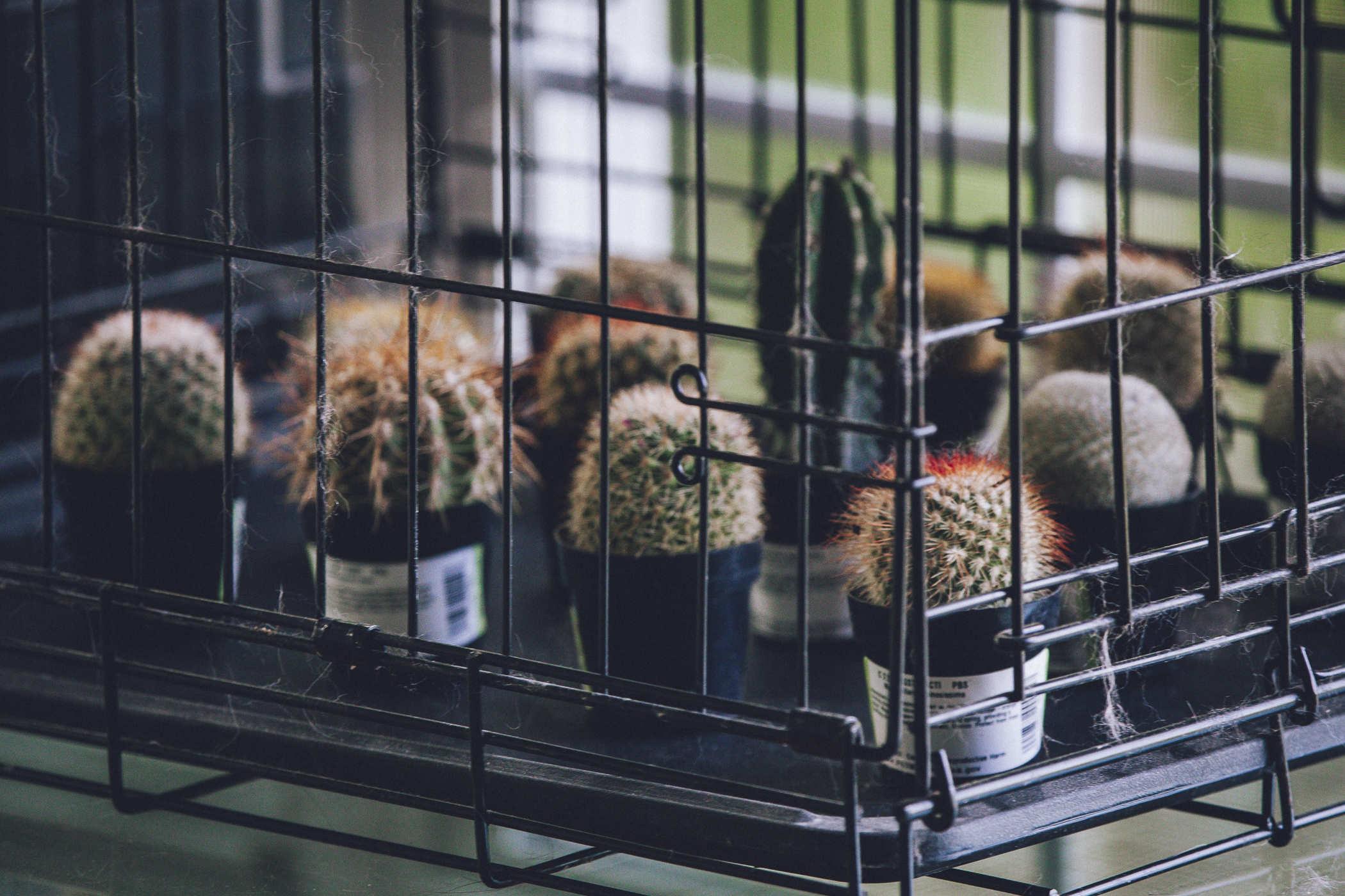 Preview for It's Probably Time To Talk About the Cactus Cage – quailblog