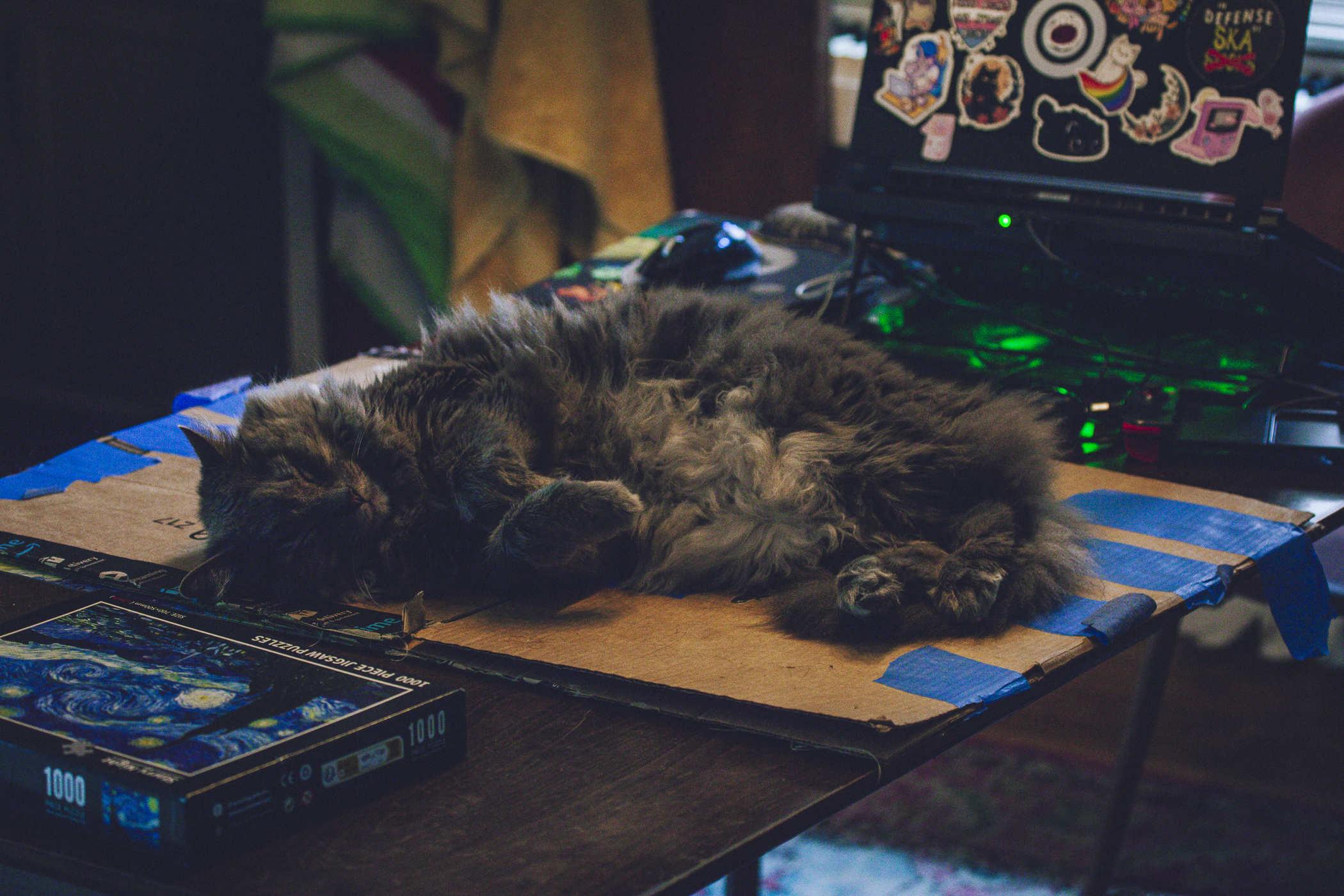 A large fluffy grey longhair cat asleep on his side with belly curls showing; he's on piece of cardboard taped to a table, and a 'starry night' puzzle box is in the foreground