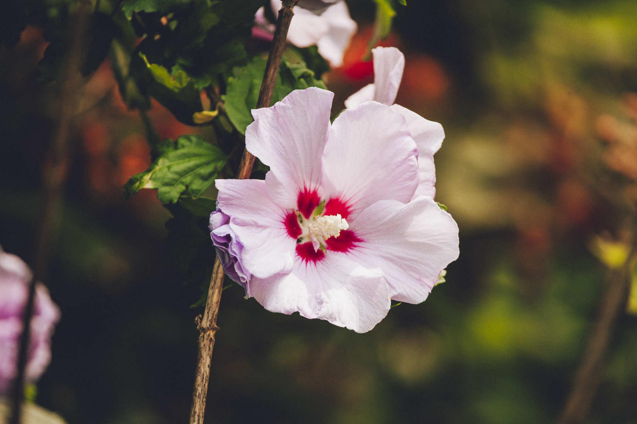 More photos of the first pink flowers