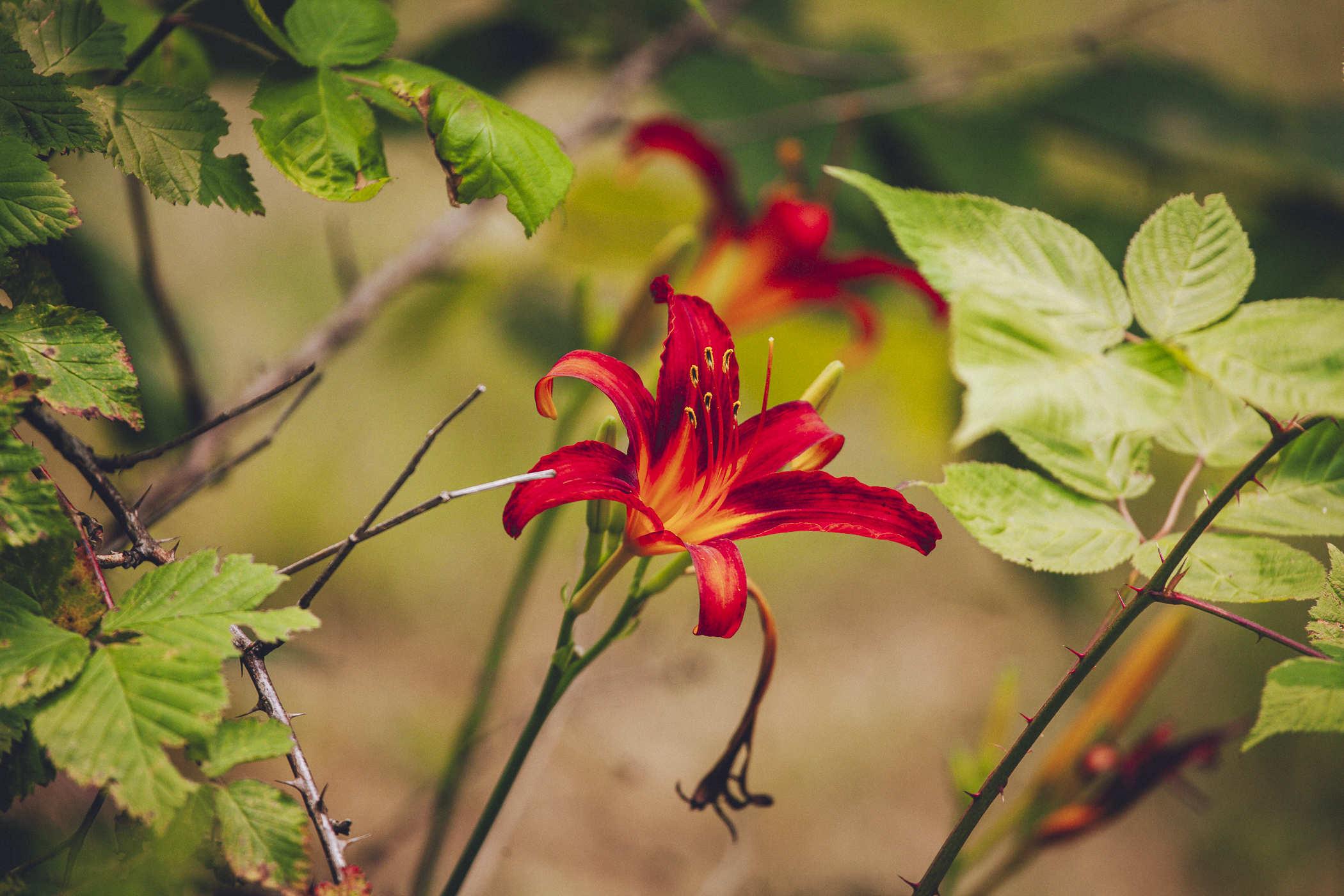Photo of red flowers with (you guessed it) an orange tint to the overall light