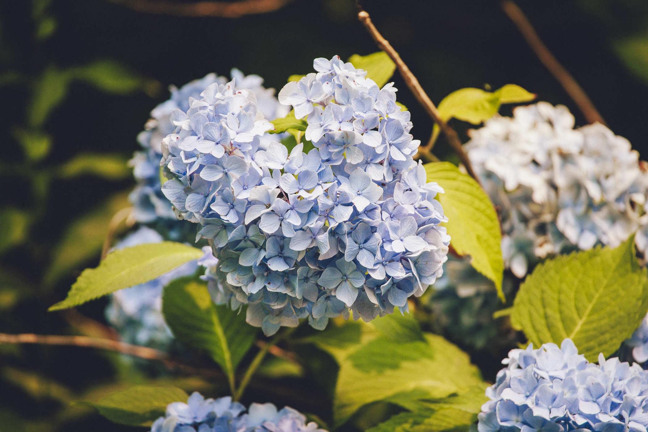 Photo of large blue flowers with an orange tint to the overall light