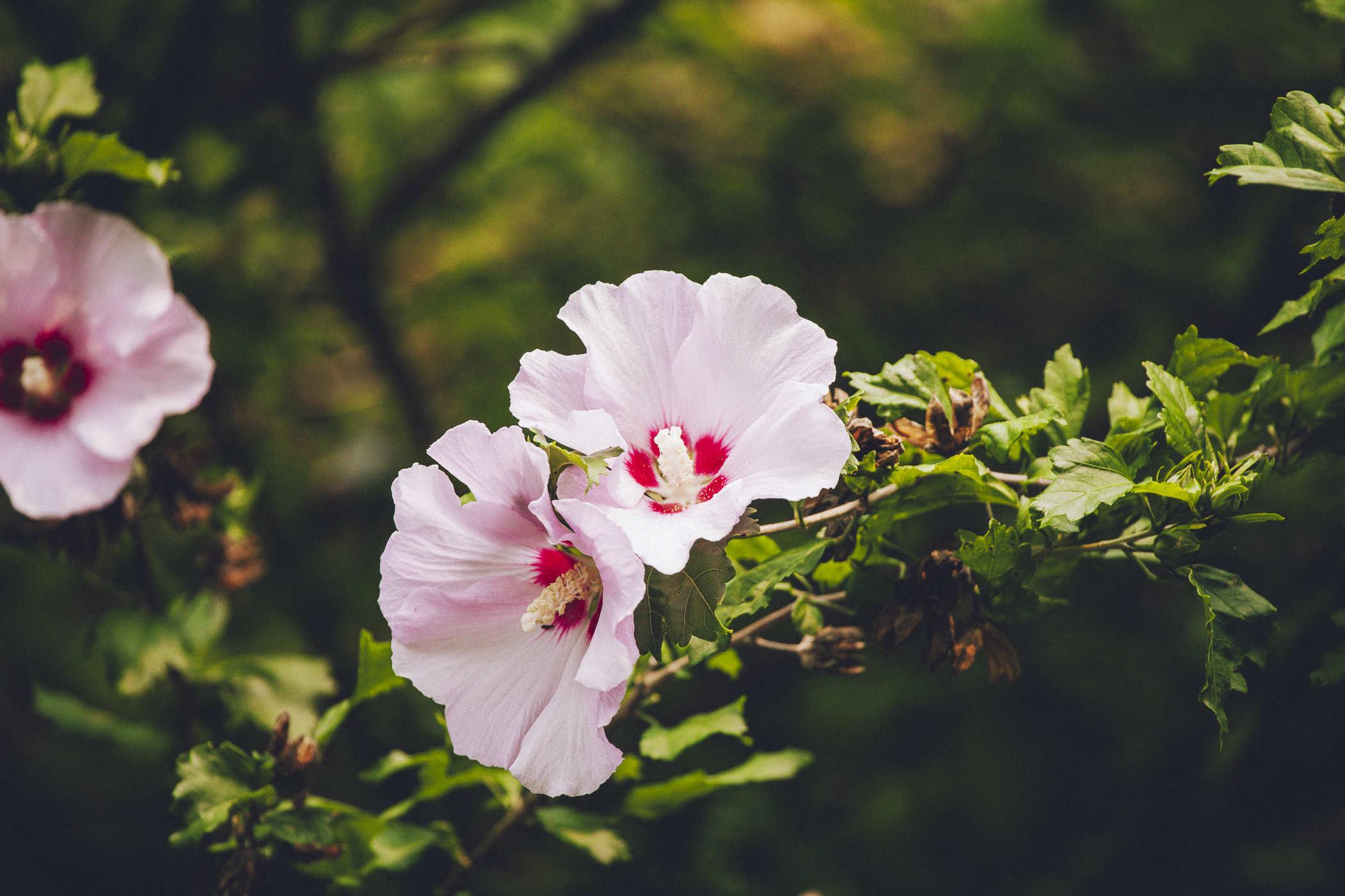 Photo of pink flowers with an orange tint to the overall light