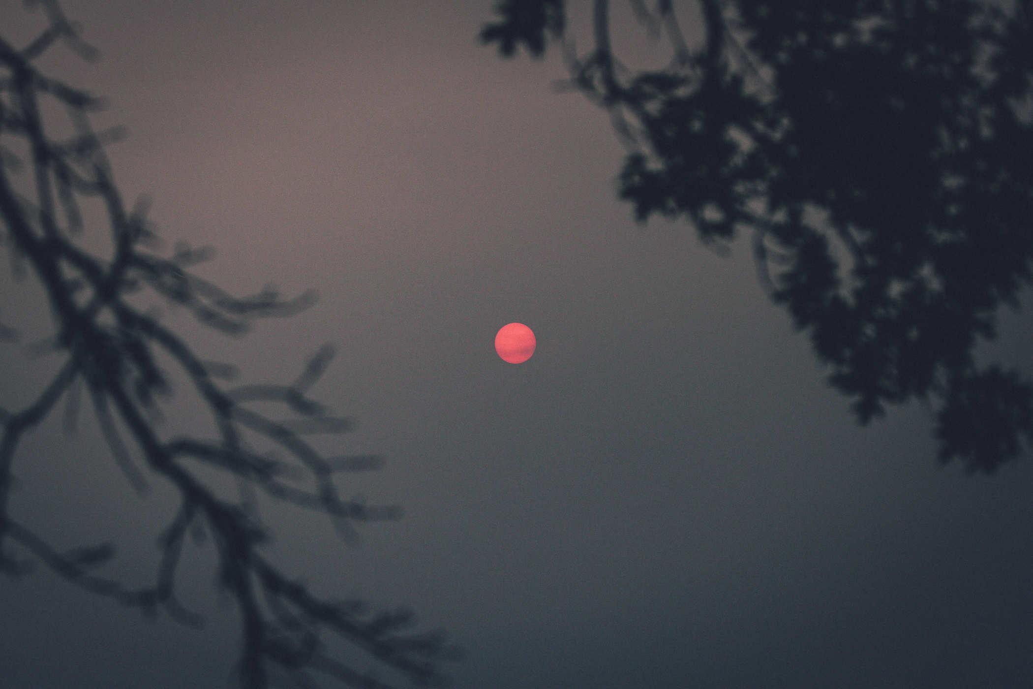 Focus shift from prior photo; tree branches in crisp focus with the sun a blurry red dot