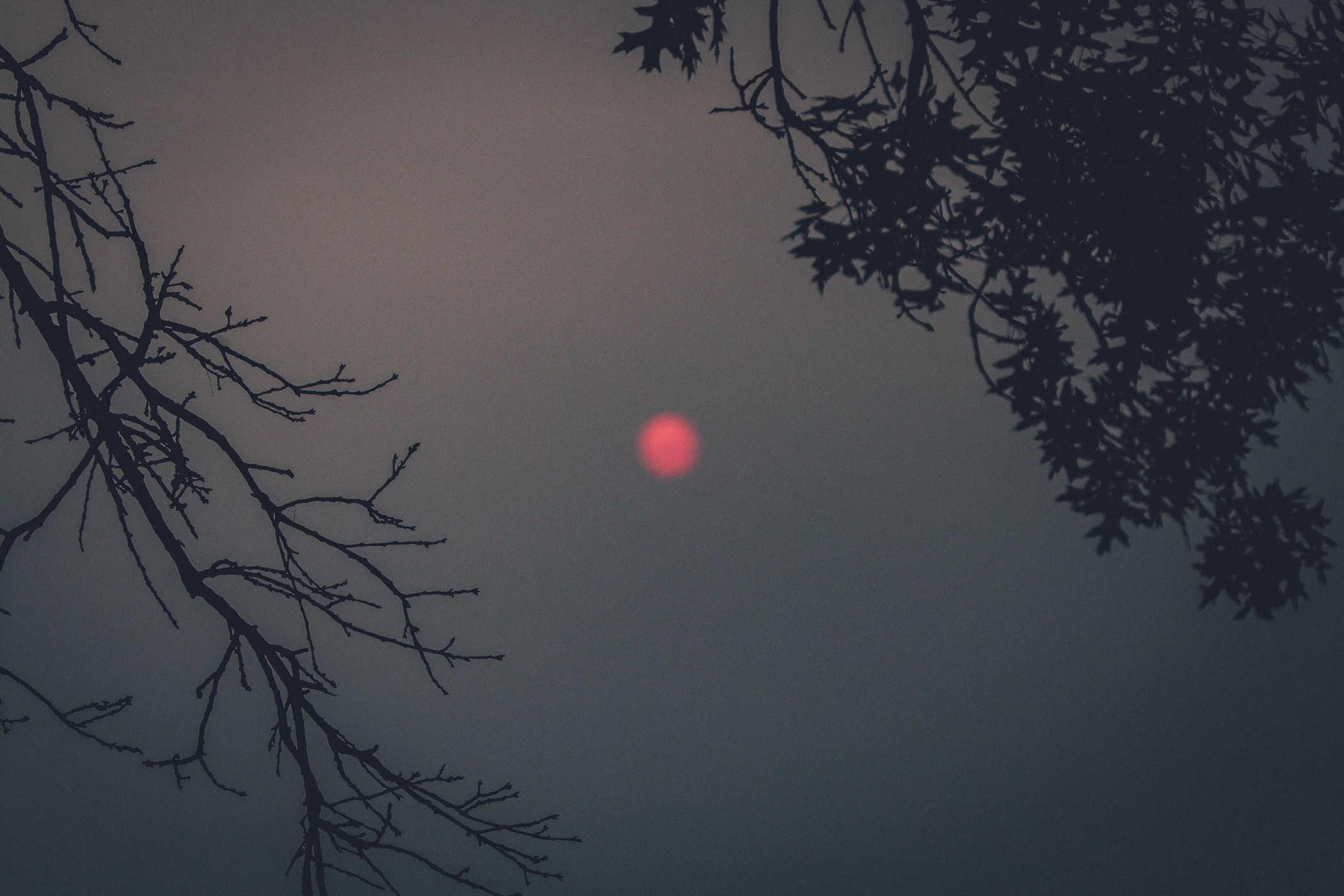 Photo of the sun as a red dot in a grey sky; blurry tree branches are in the foreground 