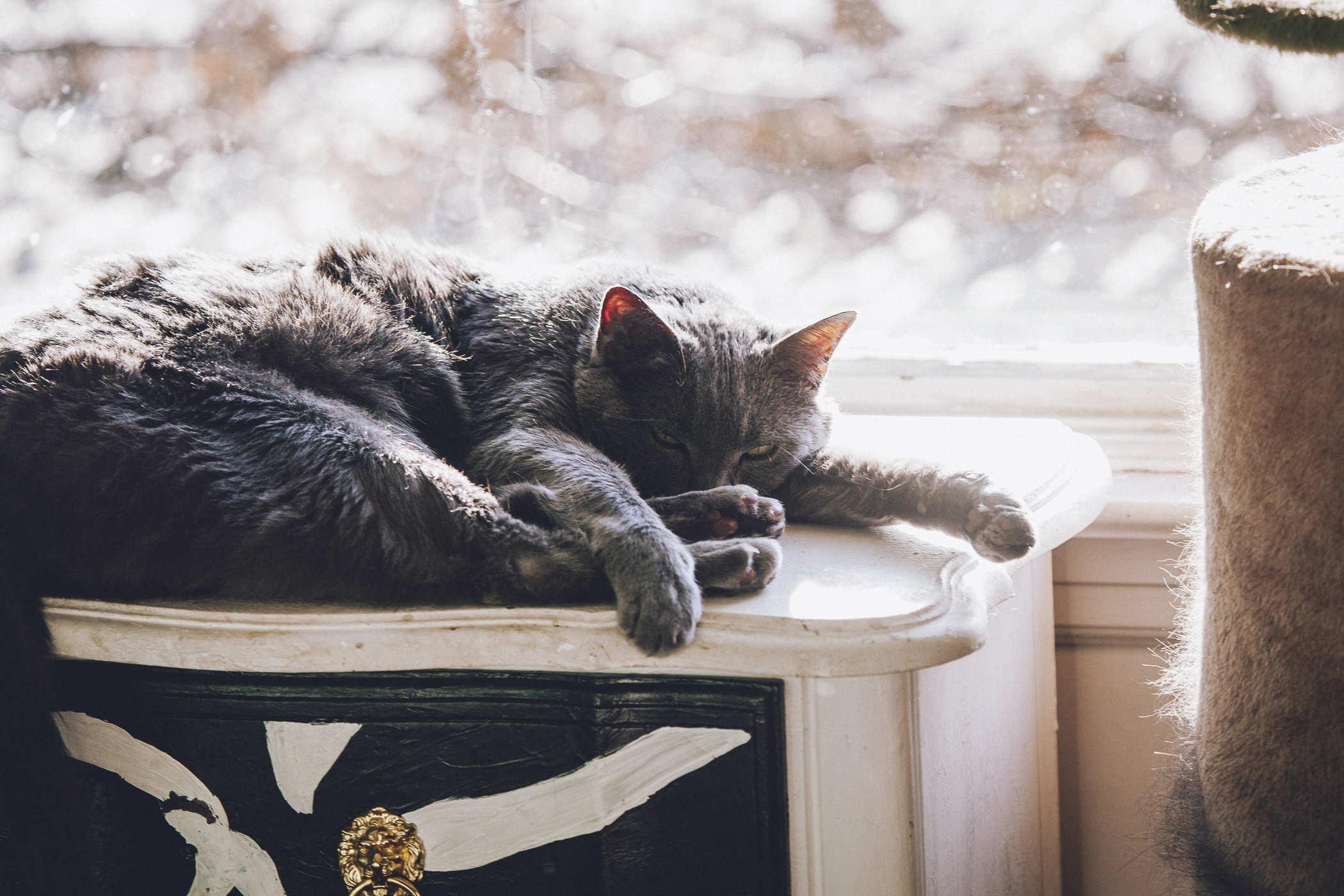 Photo of a grey cat asleep on a white shelf