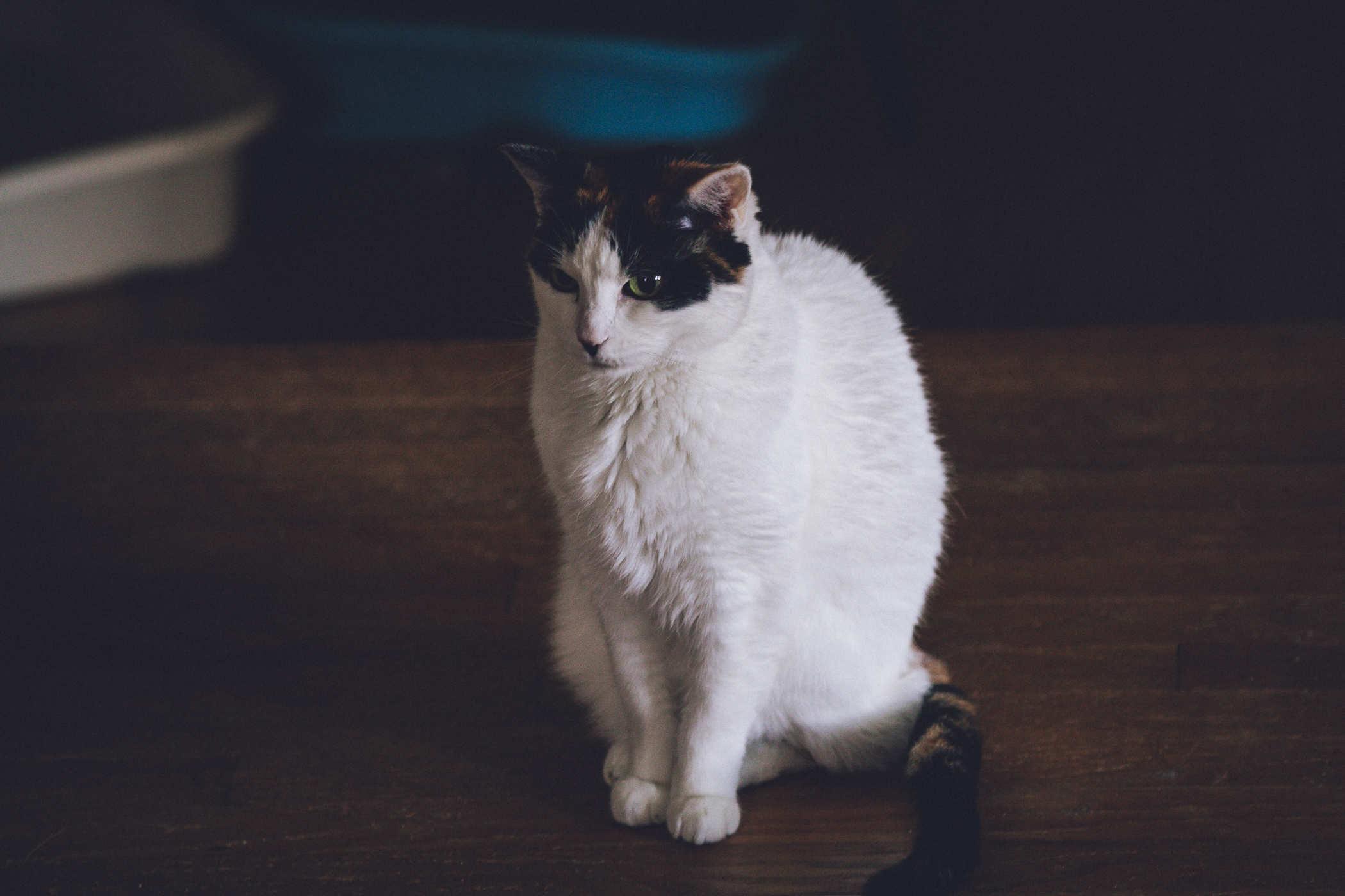 Photo of a mostly white calico cat sitting upright