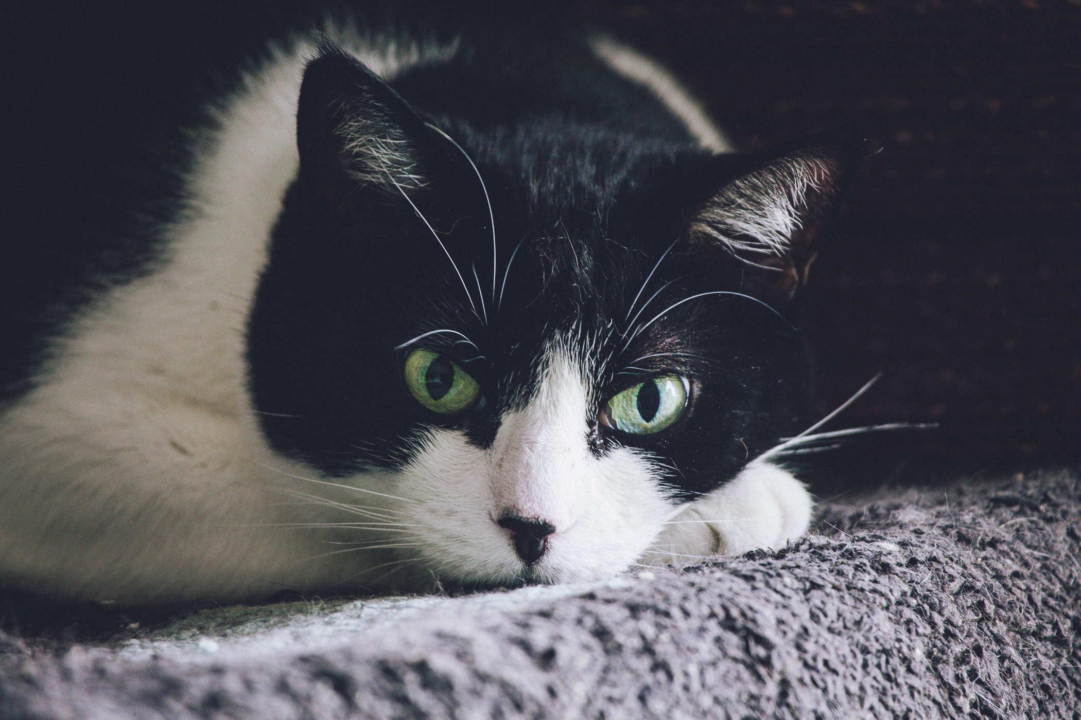 Close-up photo of a black and white cat who has woken from a dead sleep to stare at something in the distance