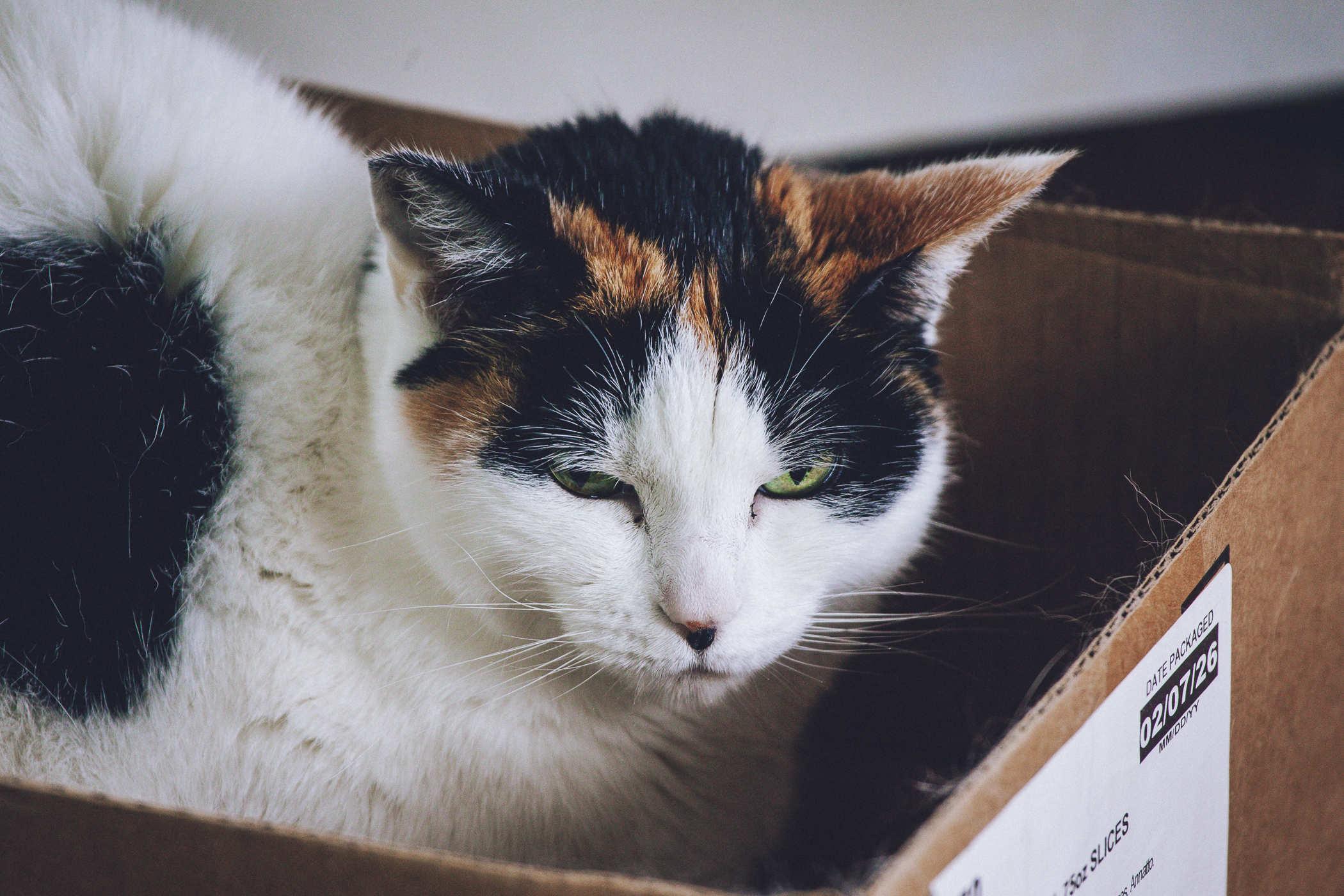 Photo of a calico cat sitting in a box and glaring