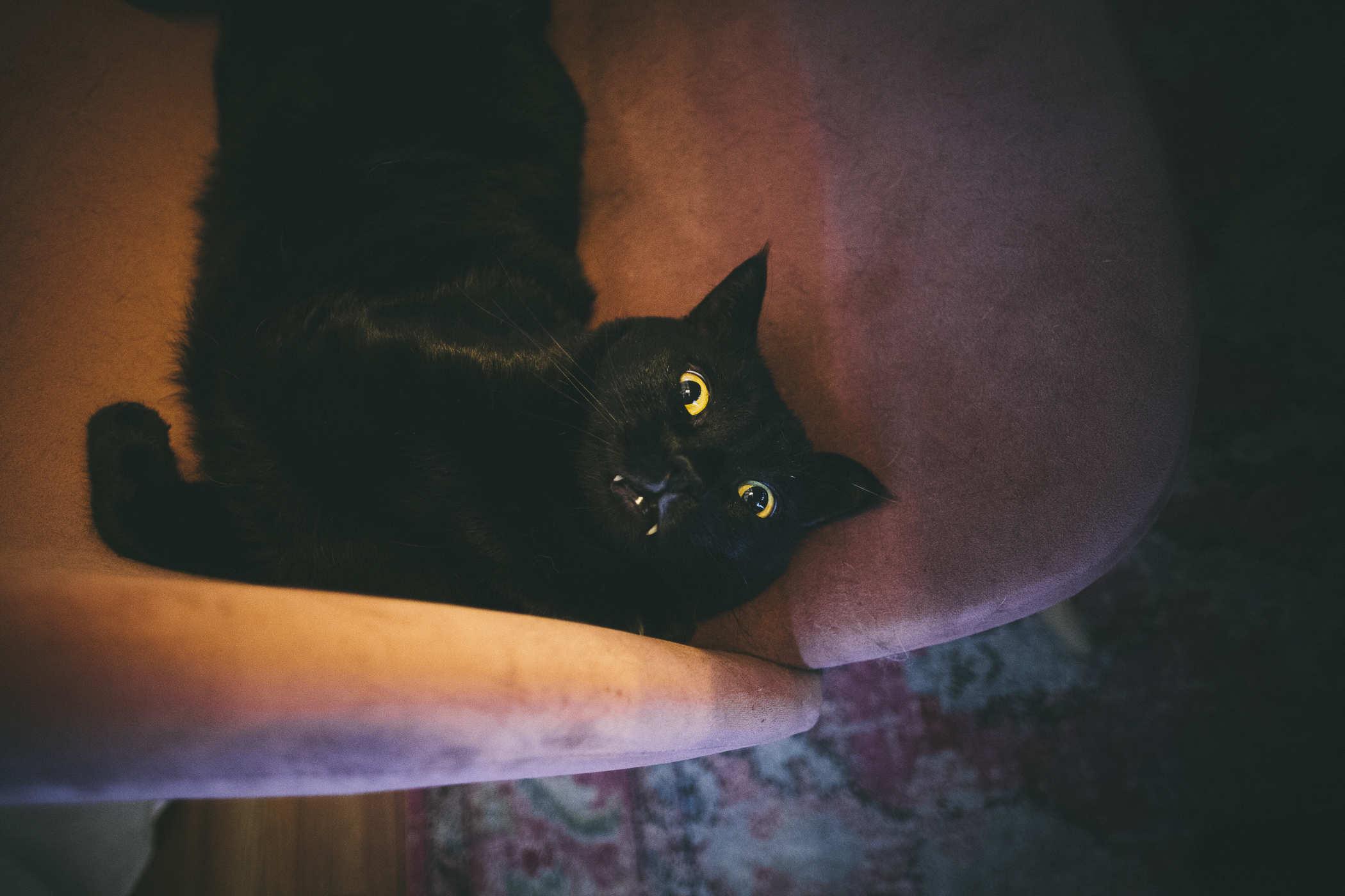 An unhunged looking black cat sleeping in the curl of a chair; fangs and eyes are shining intensely