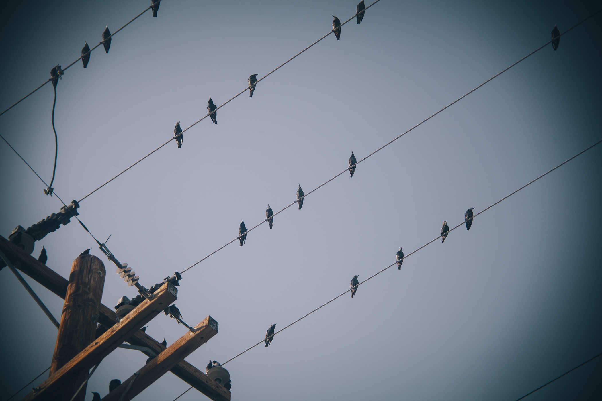 Photo of a bunch of birds on a power line