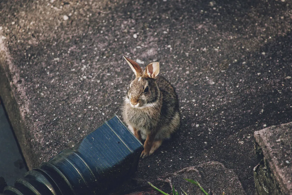 Preview for While everything else is going to shit here's some rabbit photos – quailblog