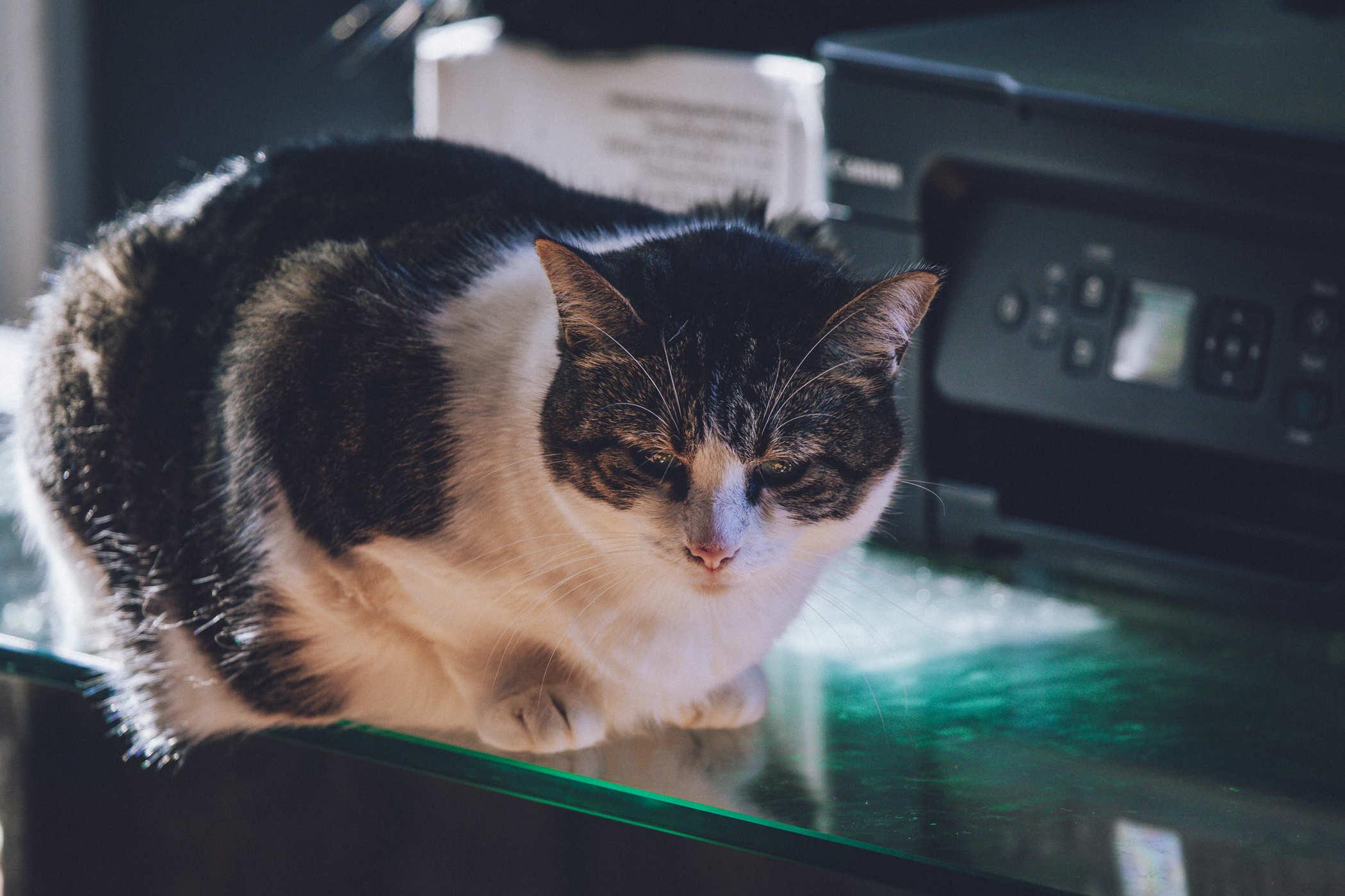 A mostly white tabby cat sitting in front of a printer