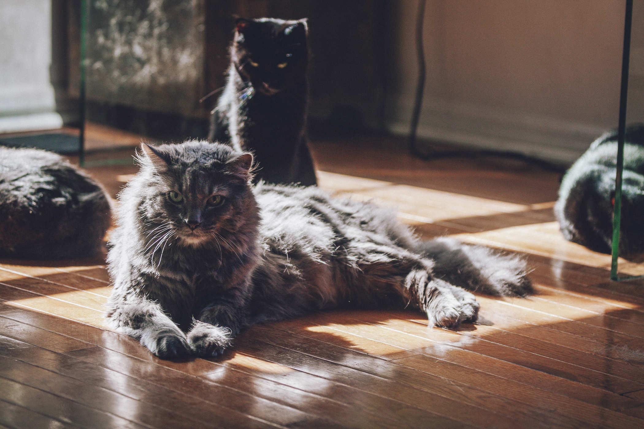 A longhair grey cat resting on a wooden floor, bathed in sunslight
