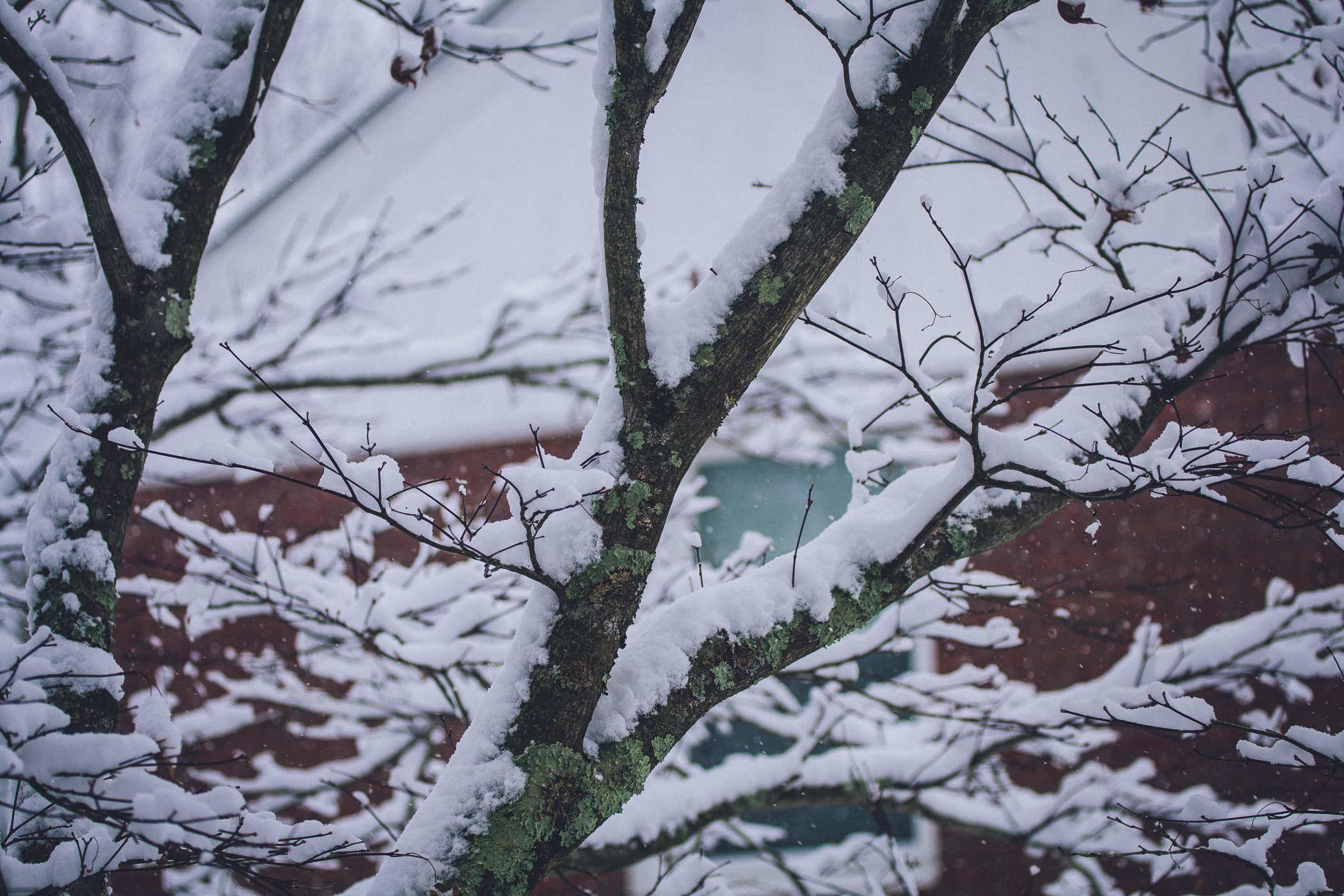 Photo of maple tree branches covered in snow with a red brick building beyond