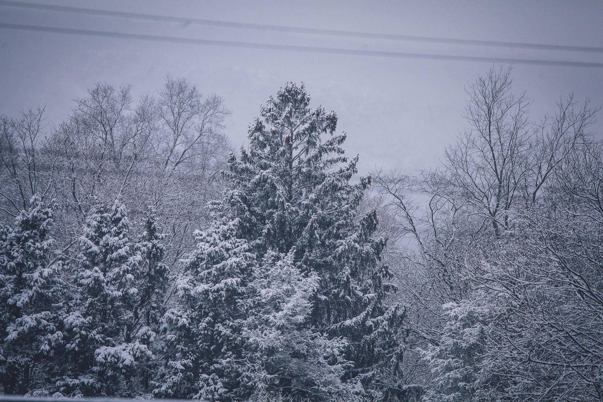 Photo of a large evergreen tree dusted in snow