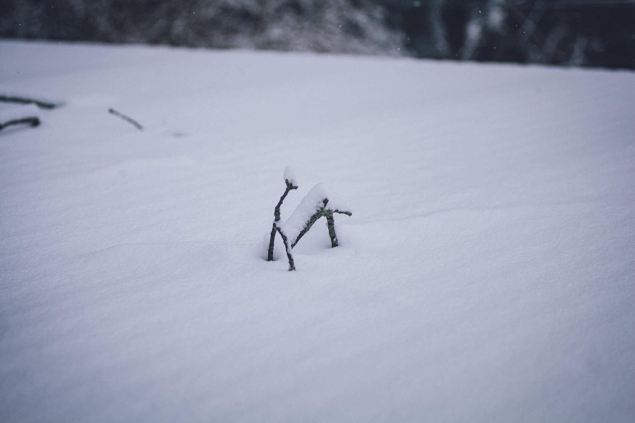 another ice sheet with twigs sticking out