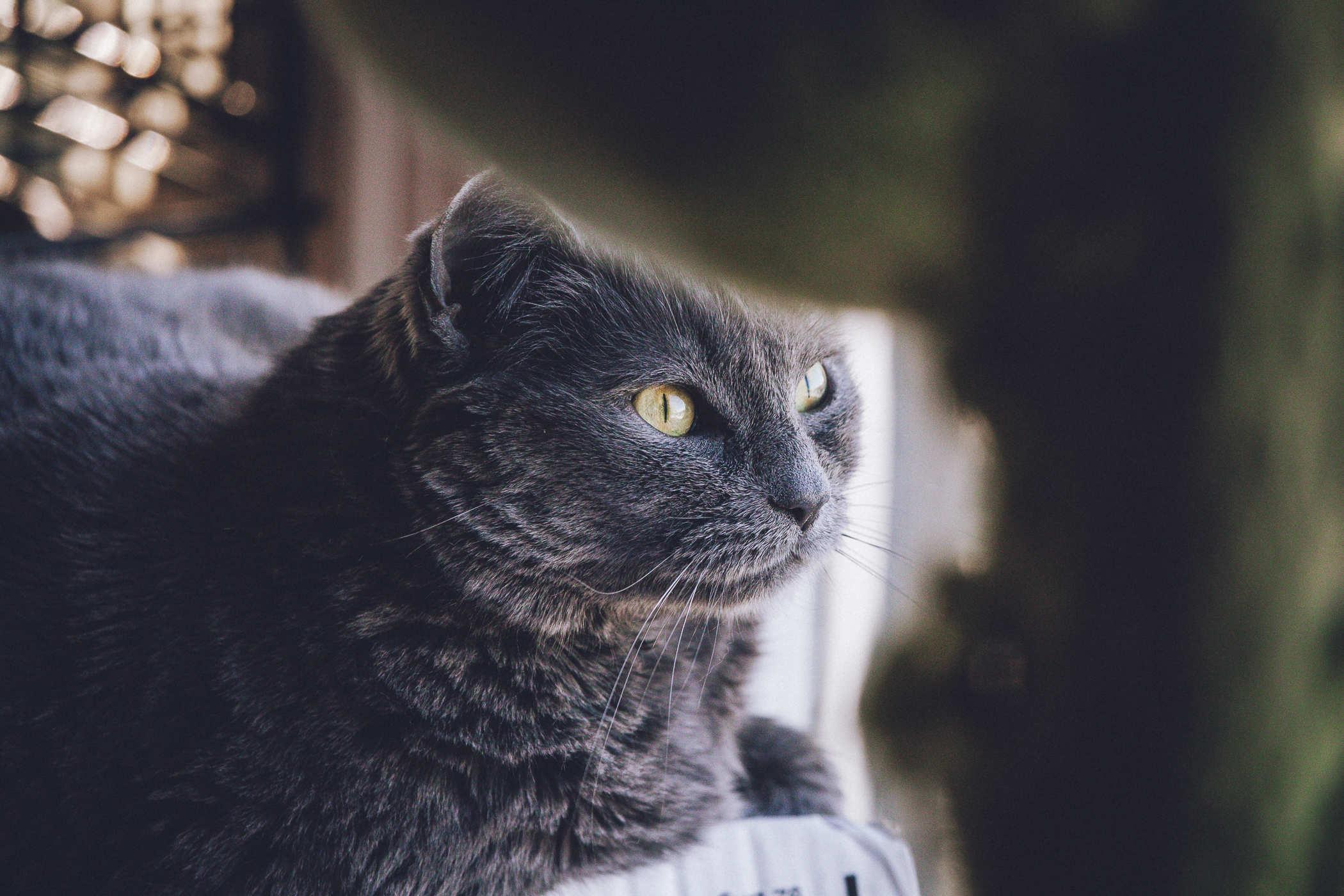 Photo of a frumpy looking (complimentary) grey cat, taken through a cat tree so she's partially obscured
