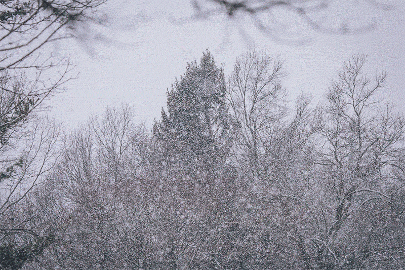 Wide shot of evergreen trees in the distance, obscured by snow that looks almost like TV static