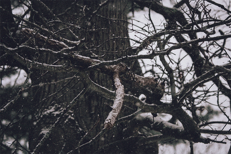 Gif of snow falling on the branches of an old oak tree