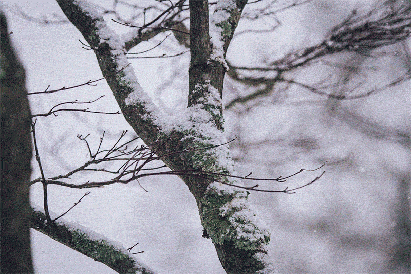 Gif of snow falling on the branches of a maple tree