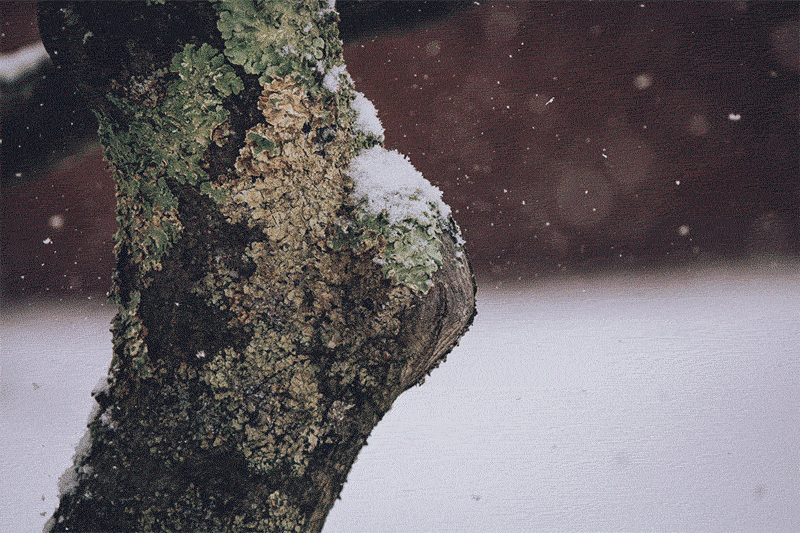 Gif of snow falling on the knob of a lichen covered tree limb