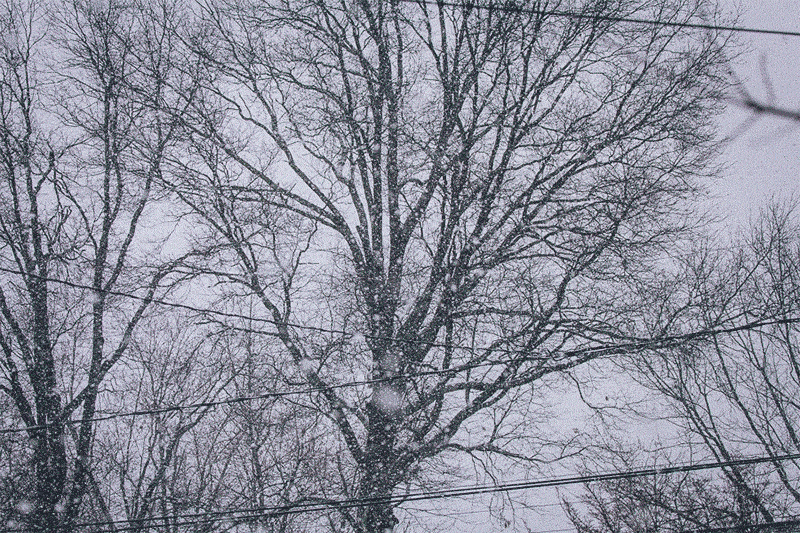 Gif of a large oak tree in the distance, snow again falling like TV static obscuring most of the frame 