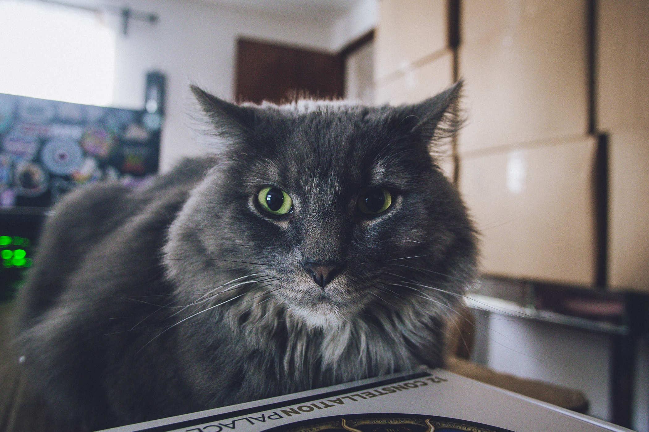 Photo of a longhair grey cat staring at the camera