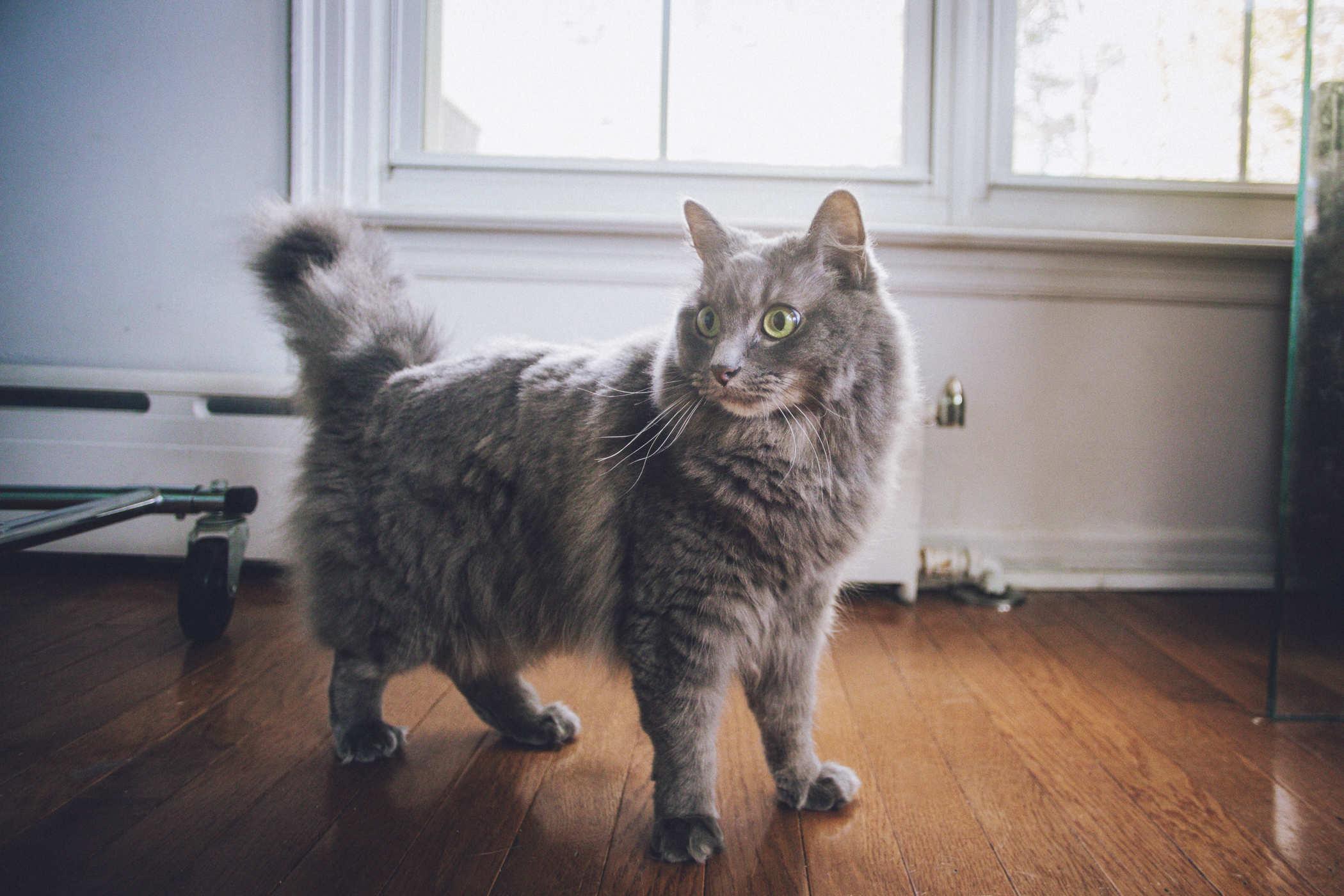 A longhair grey cat standing proudly
