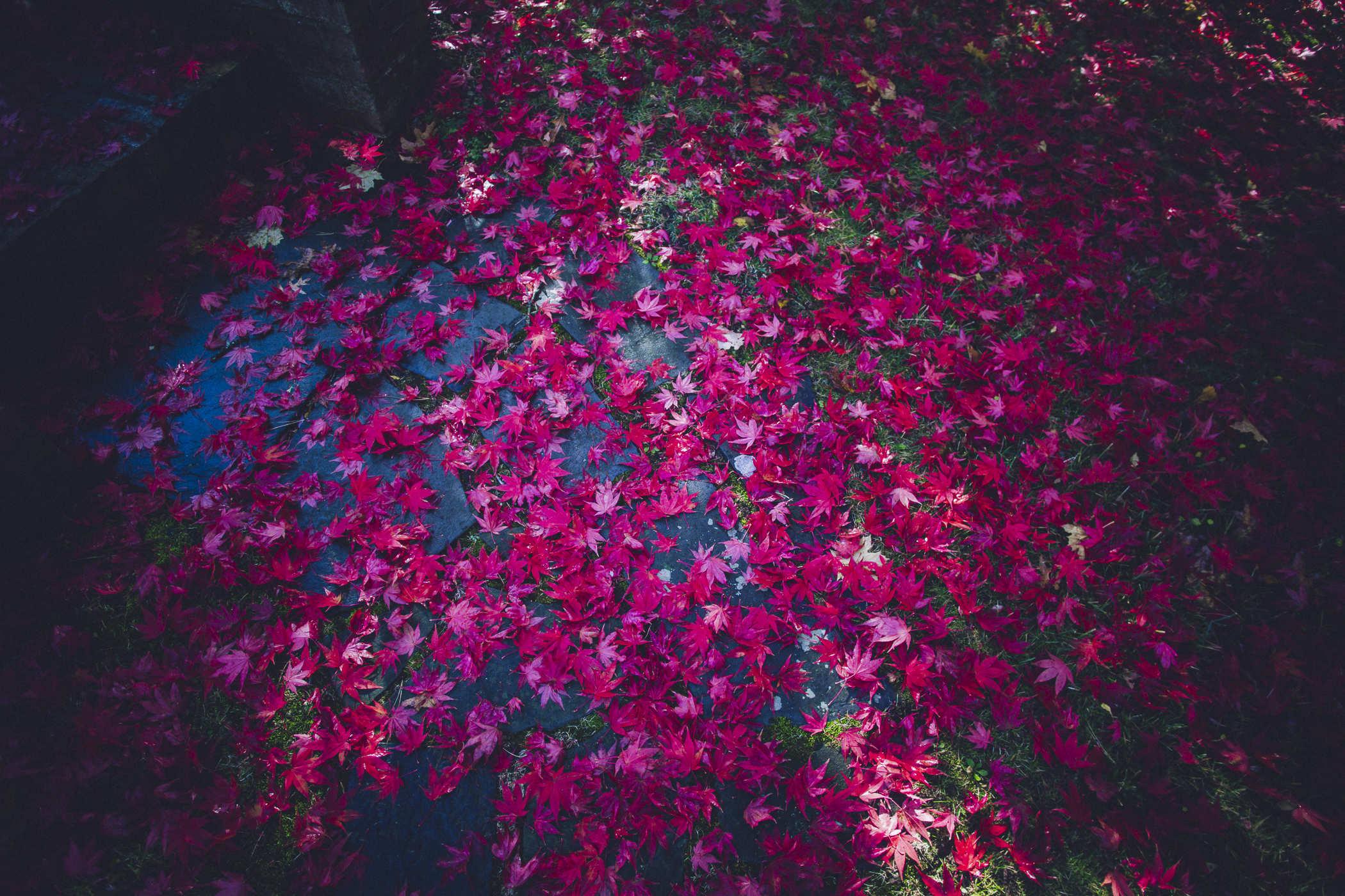 Photo of a bunch of red leaves on the ground