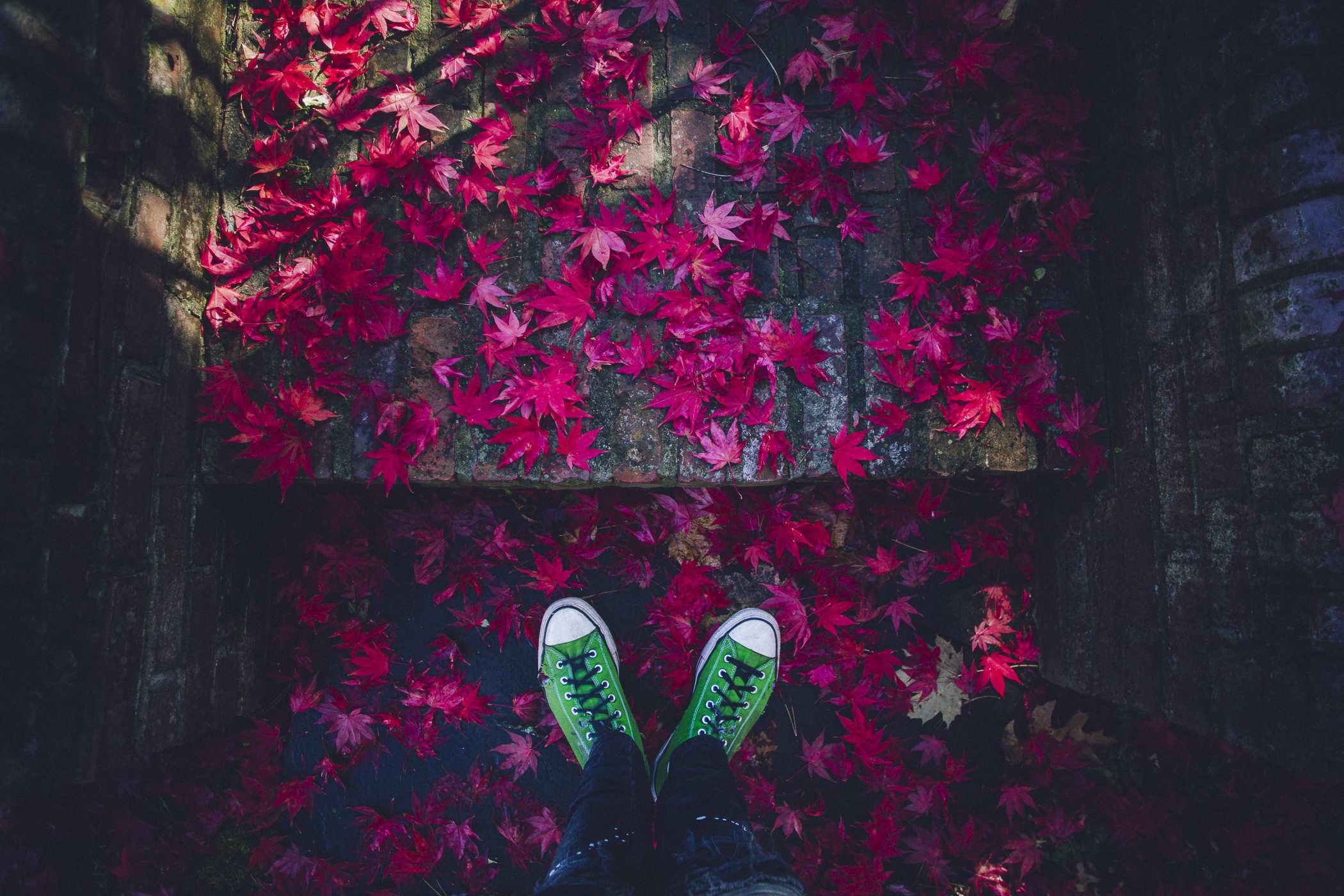 Photo of my bright green chuck taylor converse standing on a brick staircase covered with bright red maple leaves