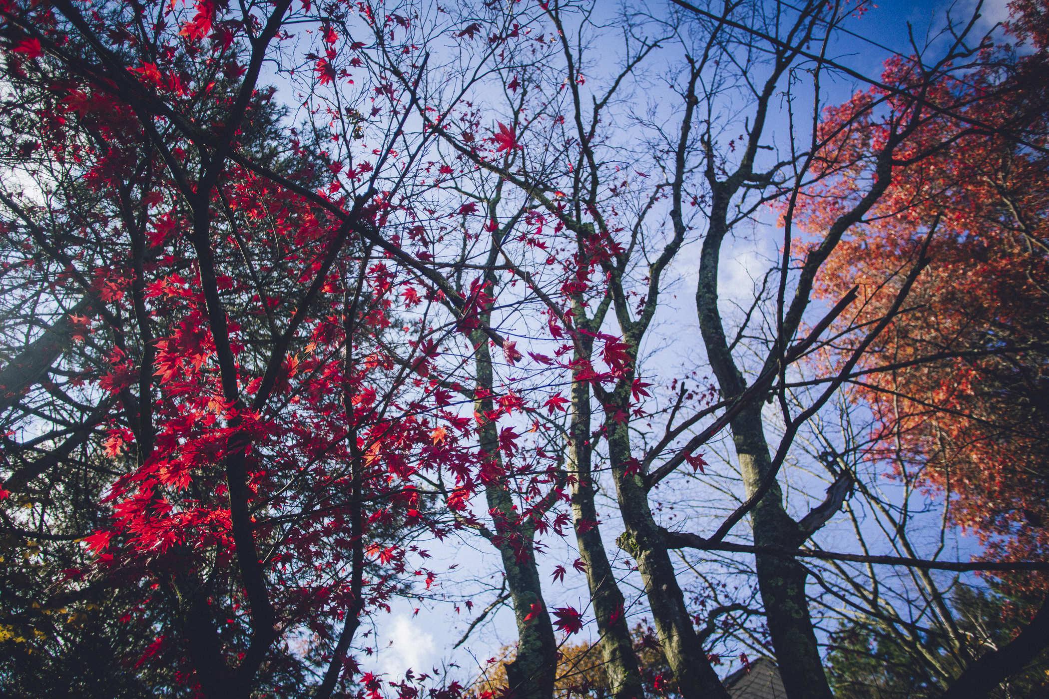 Photo of a maple tree with a few stragglers but mostly emptied of its leaf contents