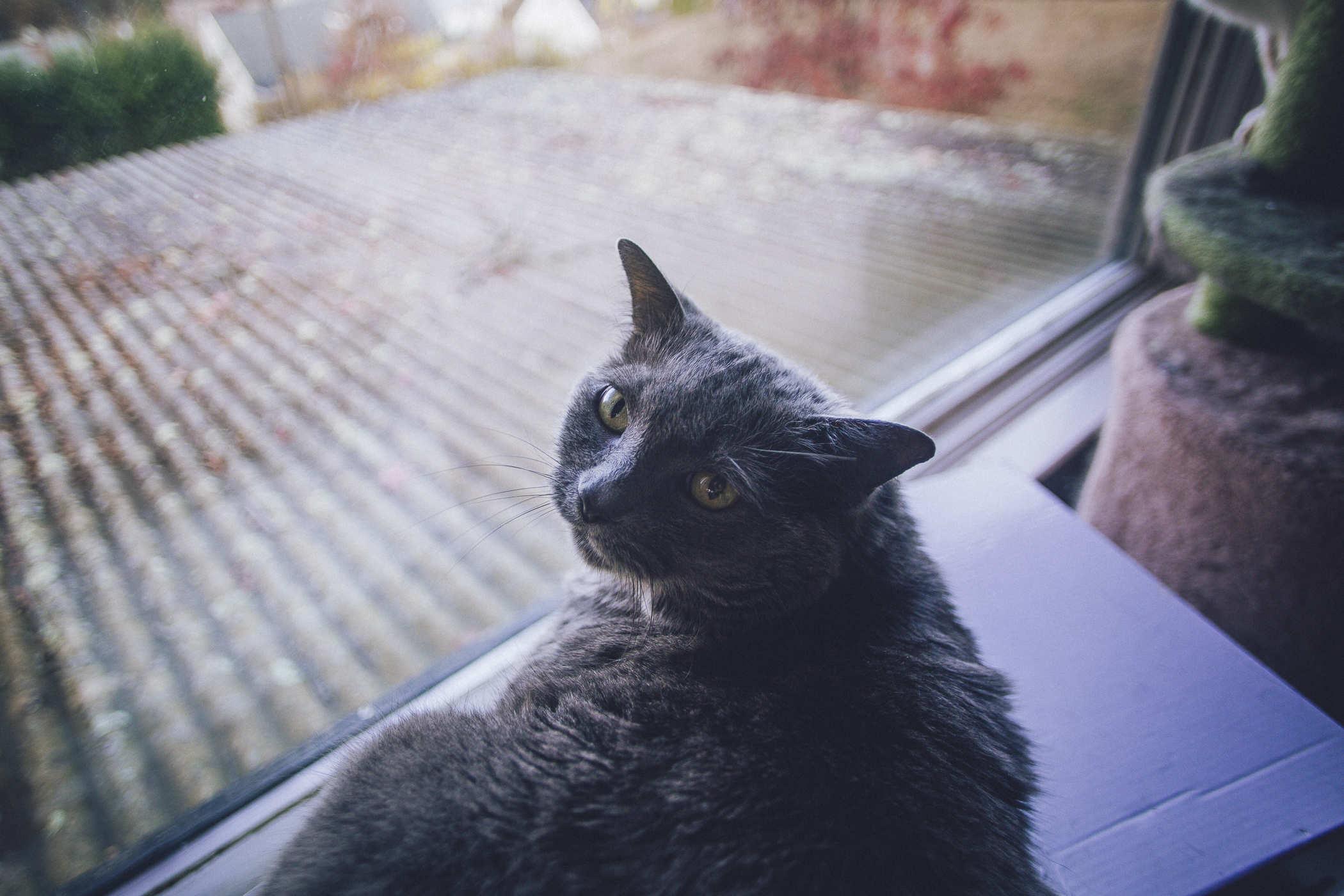 Photo of a grumpy looking grey cat looking over a window with their head turned back toward the camera