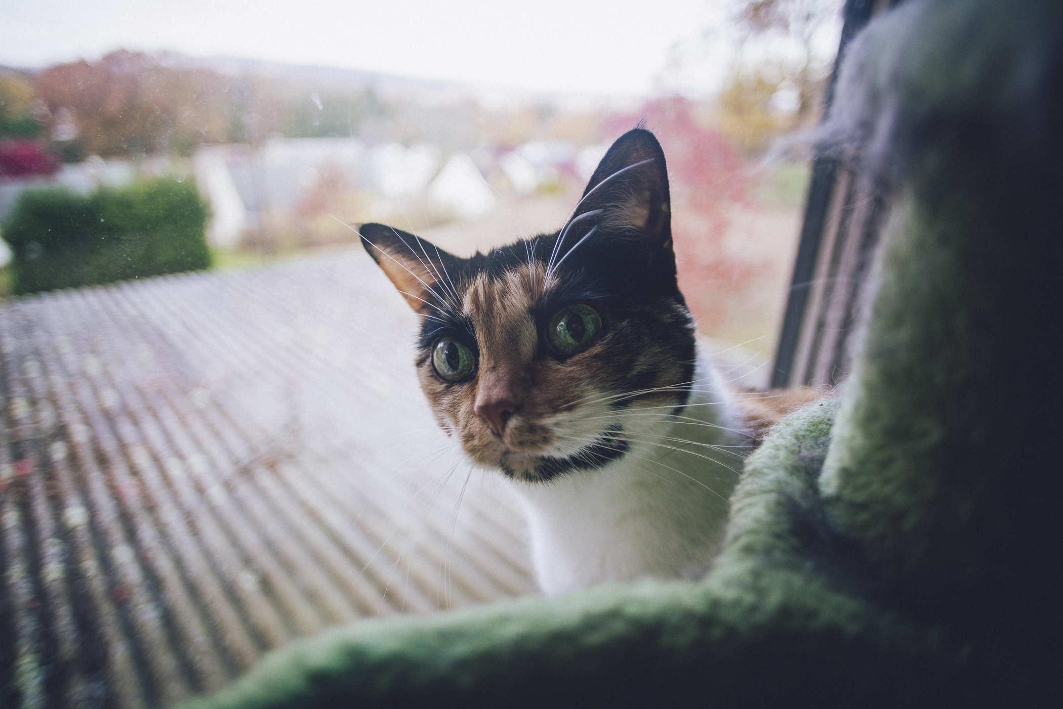 A calico cat with comically large eyes staring at the camera