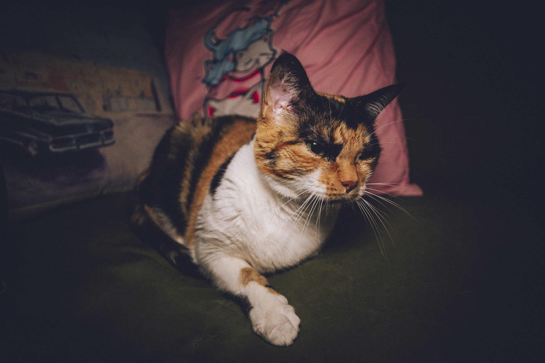 Photo of a tired calico cat waking up