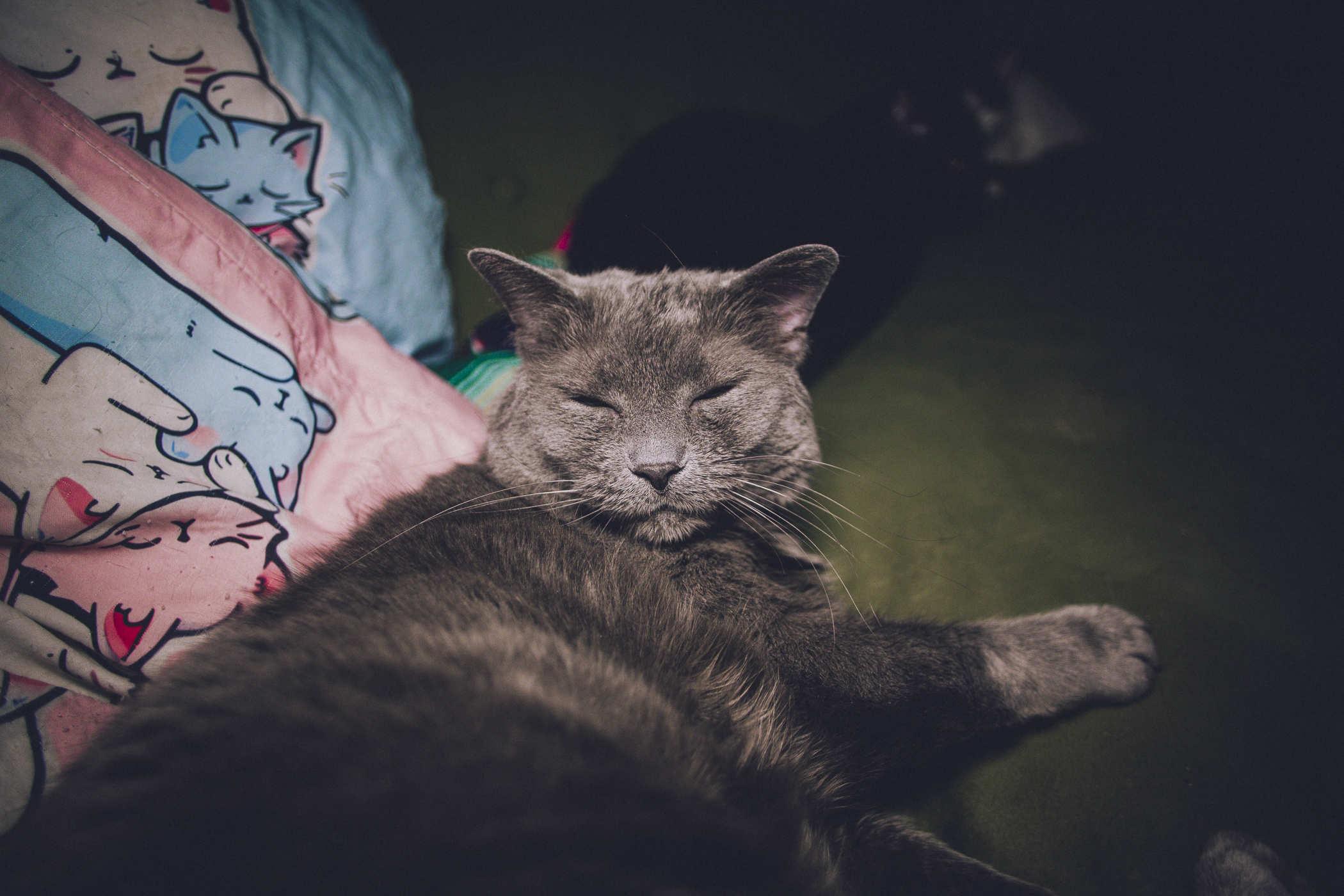 A tired looking grey cat resting on a green couch next to a pillow with cats the colors of the trans flag