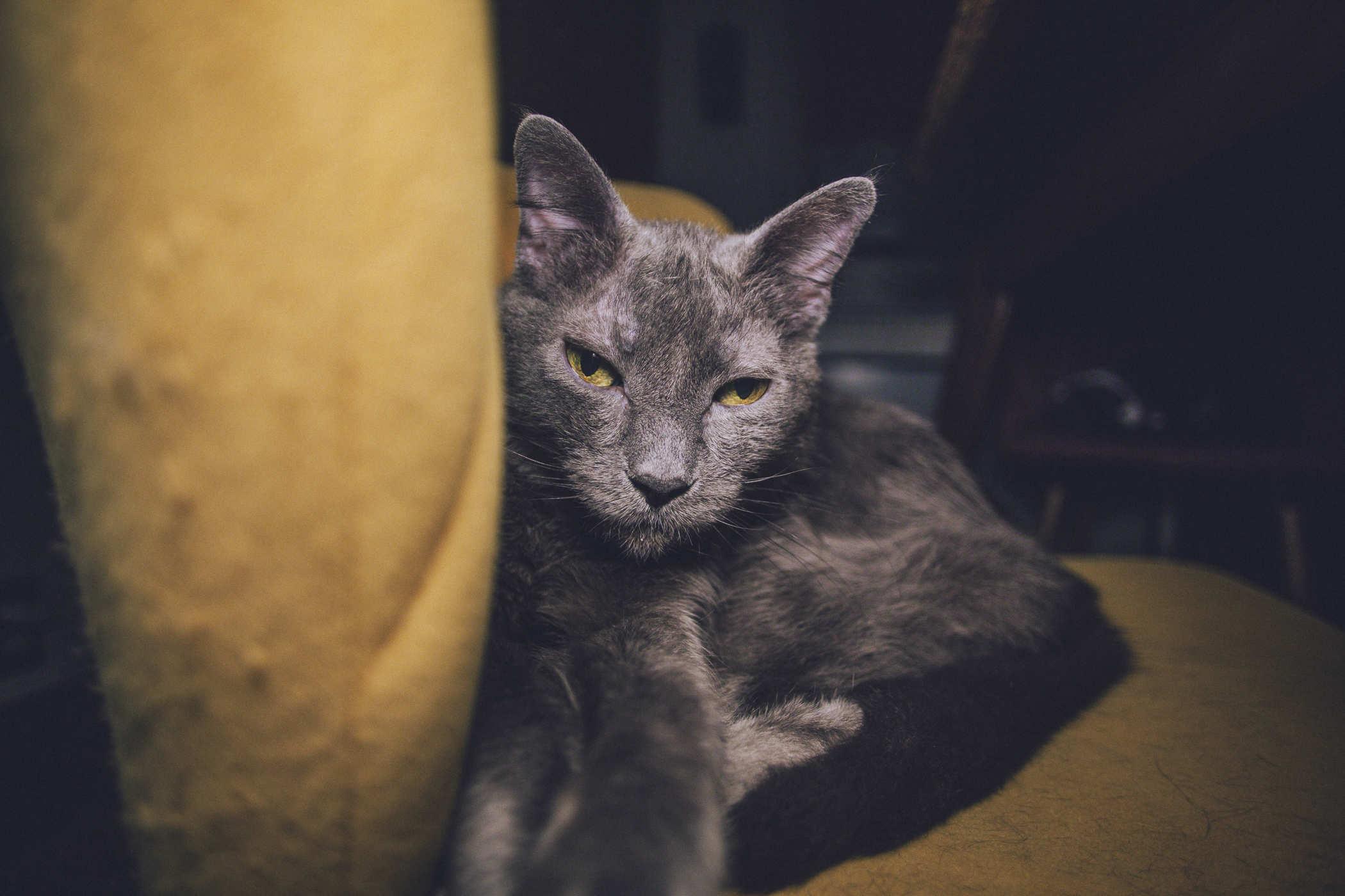 A shorthair grey cat resting on a yellow chair staring at the camera, tiredly