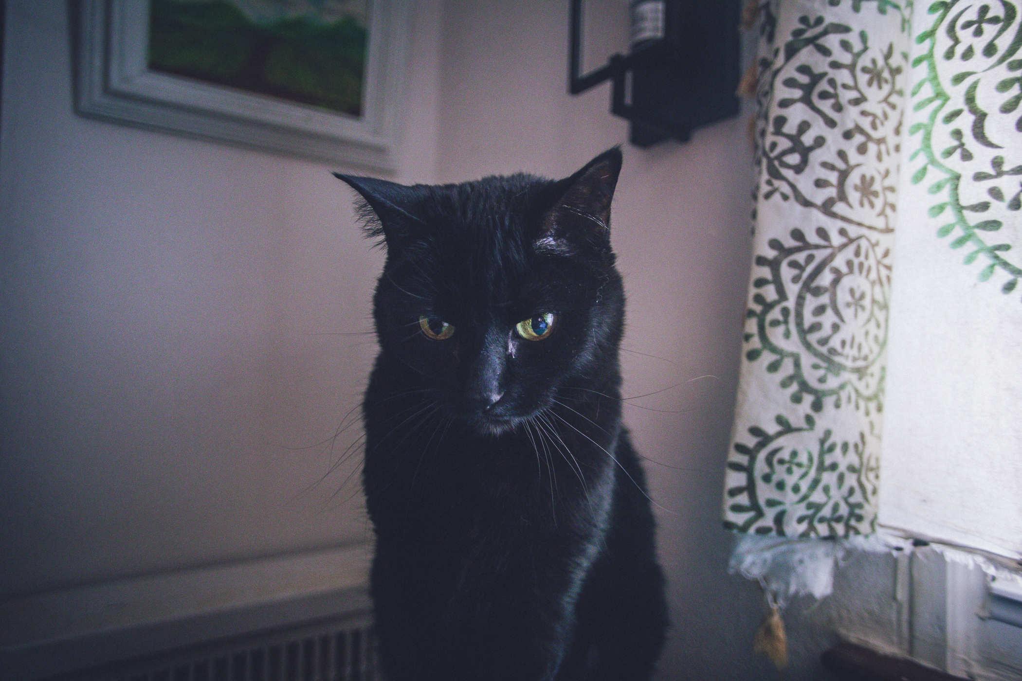 The black cat is now looking down