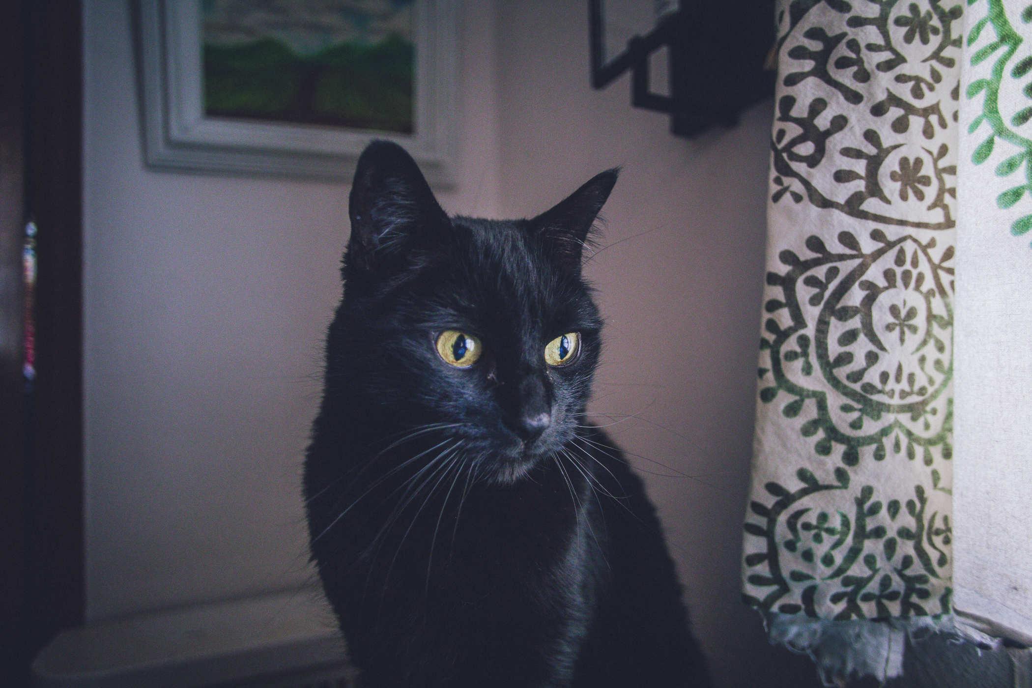 Photo of a black cat staring off into the distance