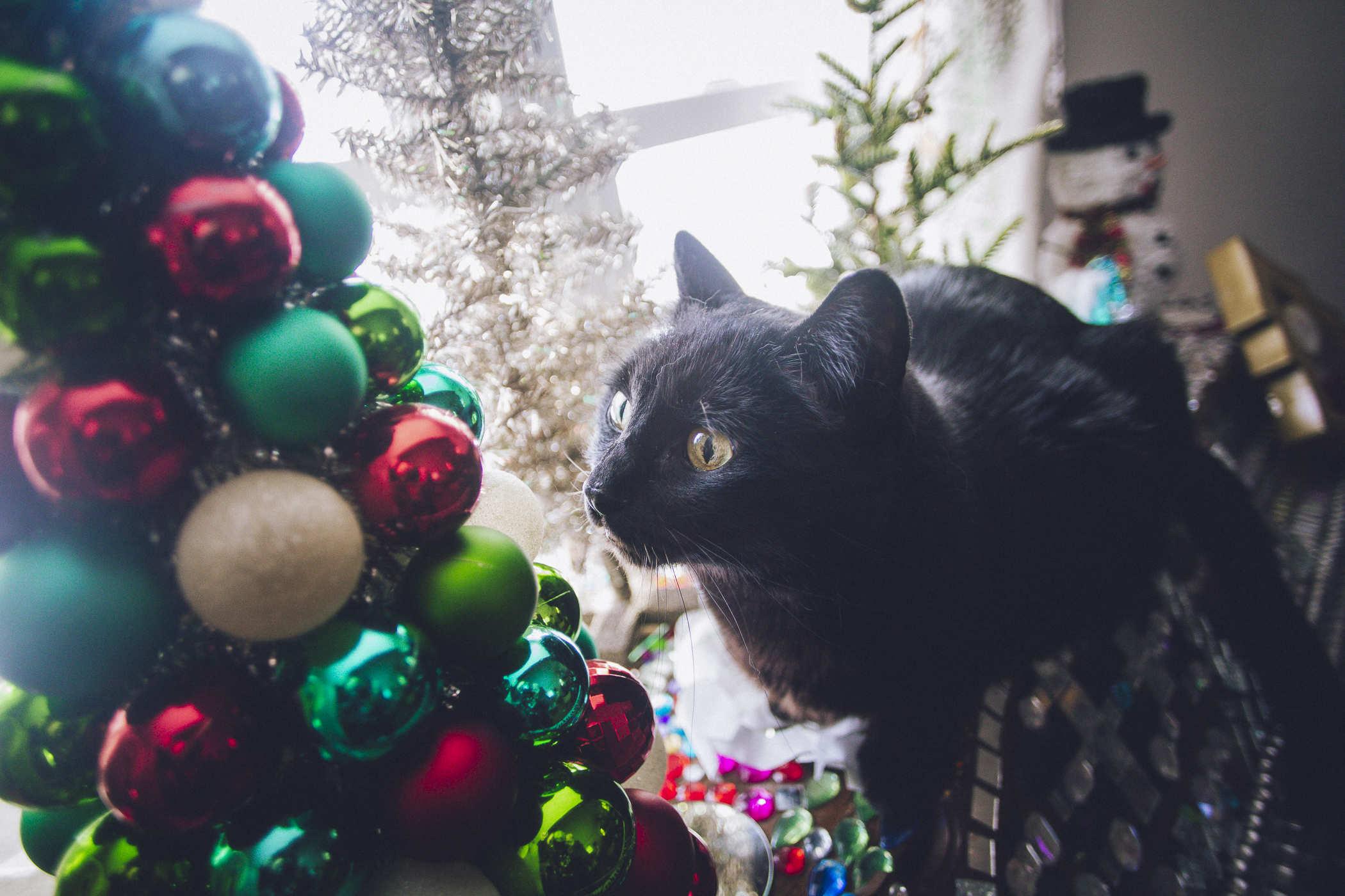 Photo of a black cat sniffing a stack of christmas ornaments in the shape of a christmas tree