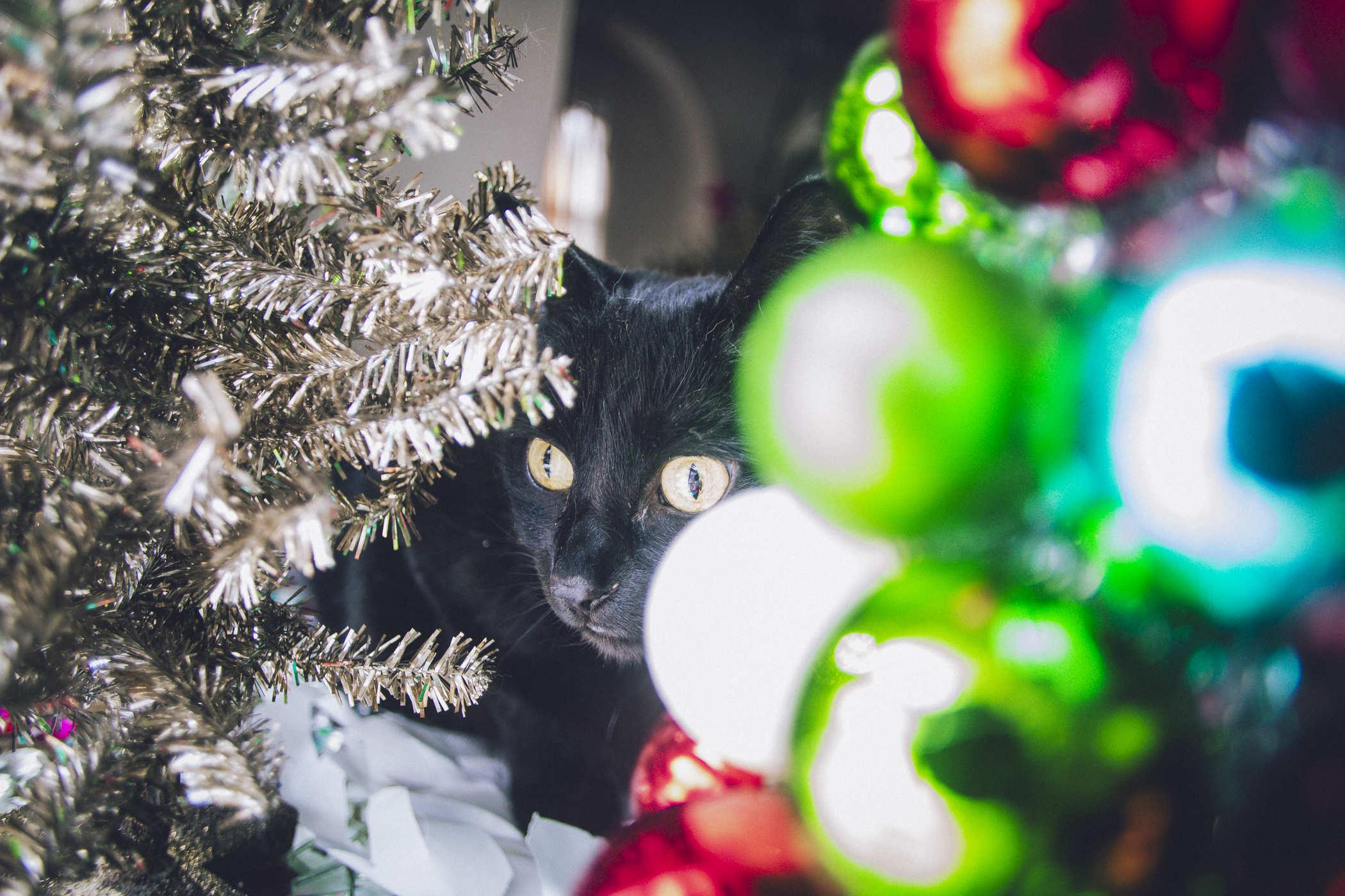 Photo of the cat's face taken from the other side of christmas decorations; his eyes wide